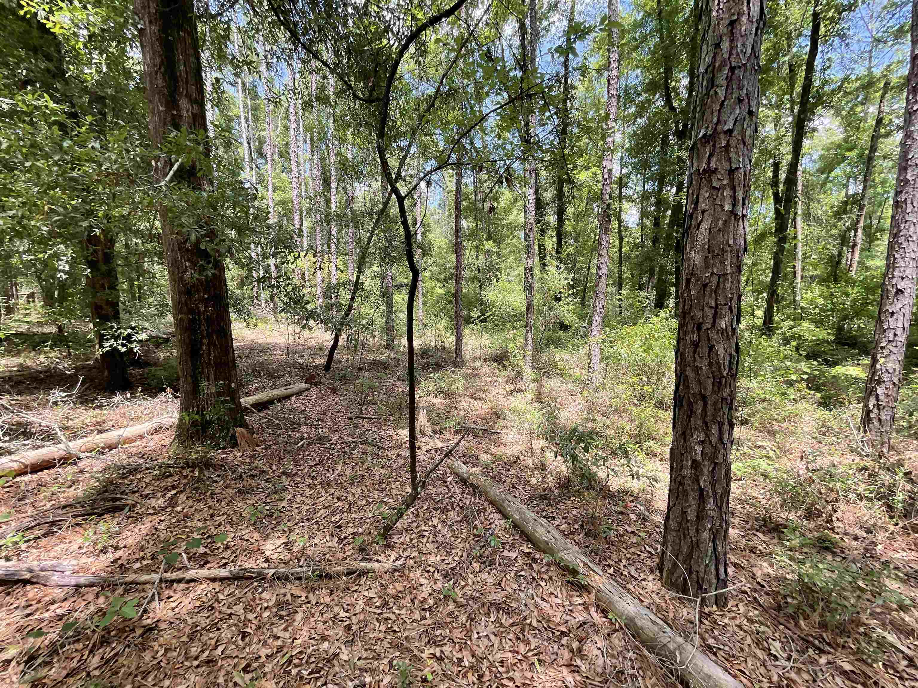 Vacant NW Sapphire Trail, Jennings, Florida image 17