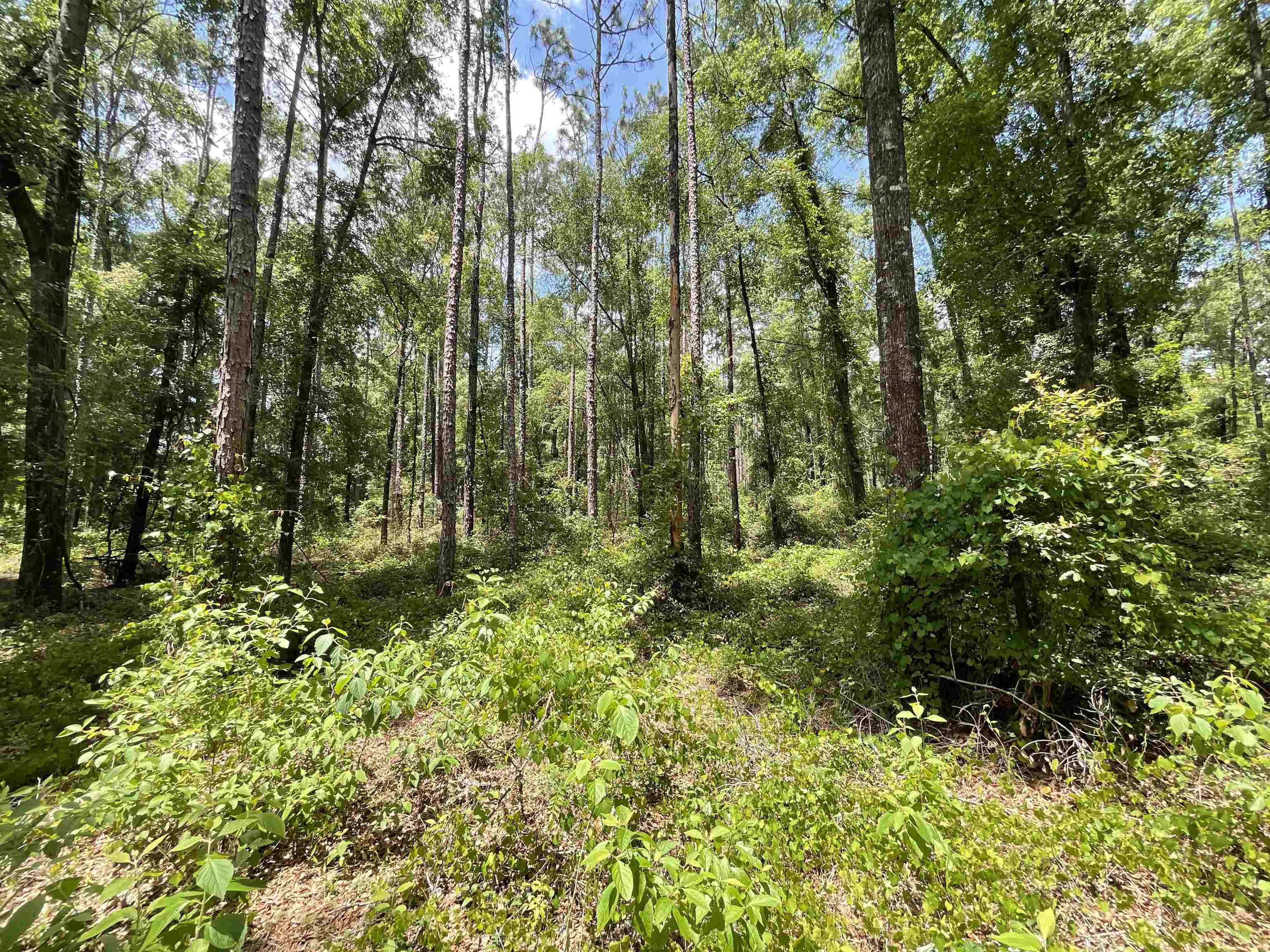 Vacant NW Sapphire Trail, Jennings, Florida image 18