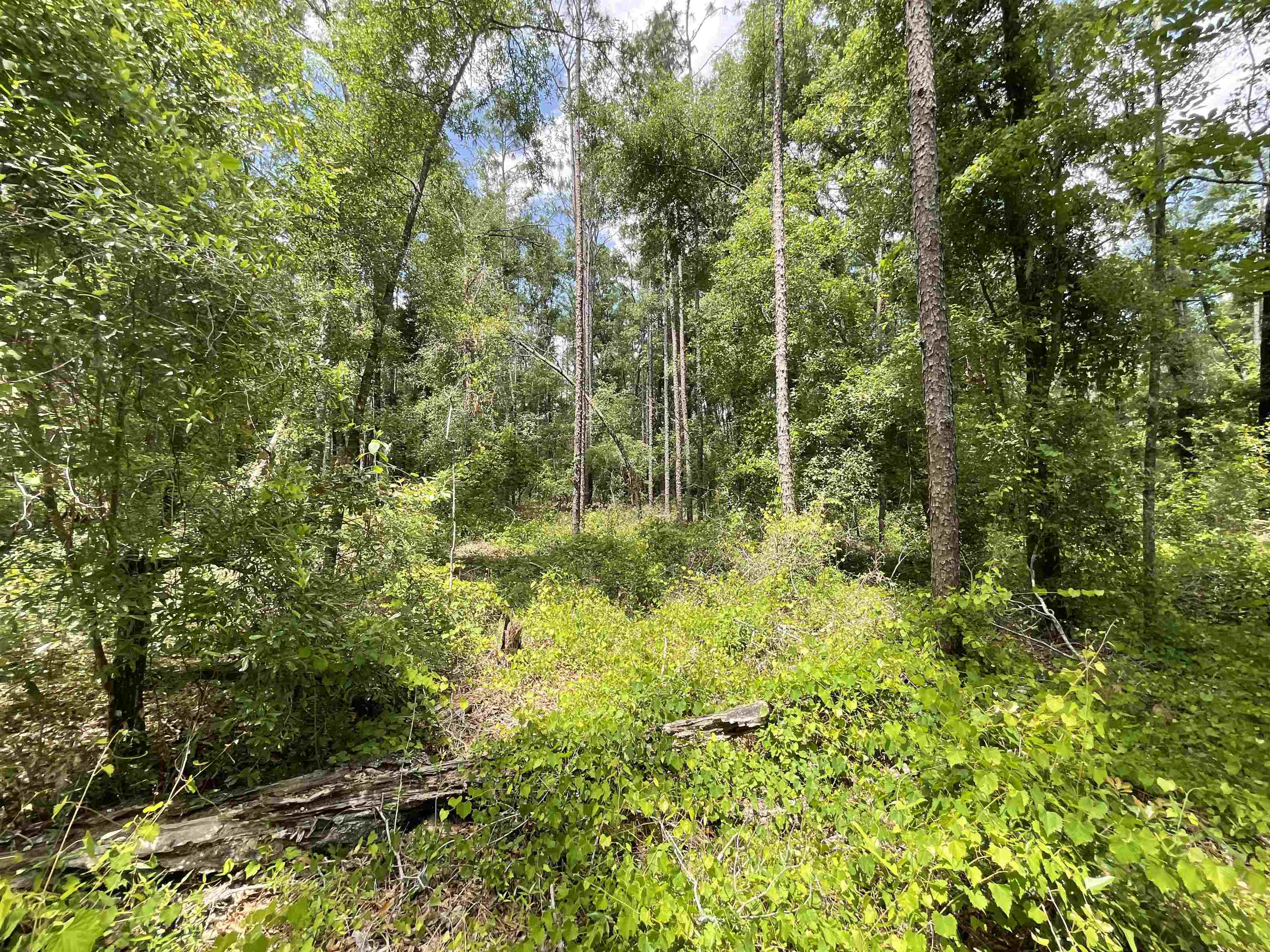 Vacant NW Sapphire Trail, Jennings, Florida image 19