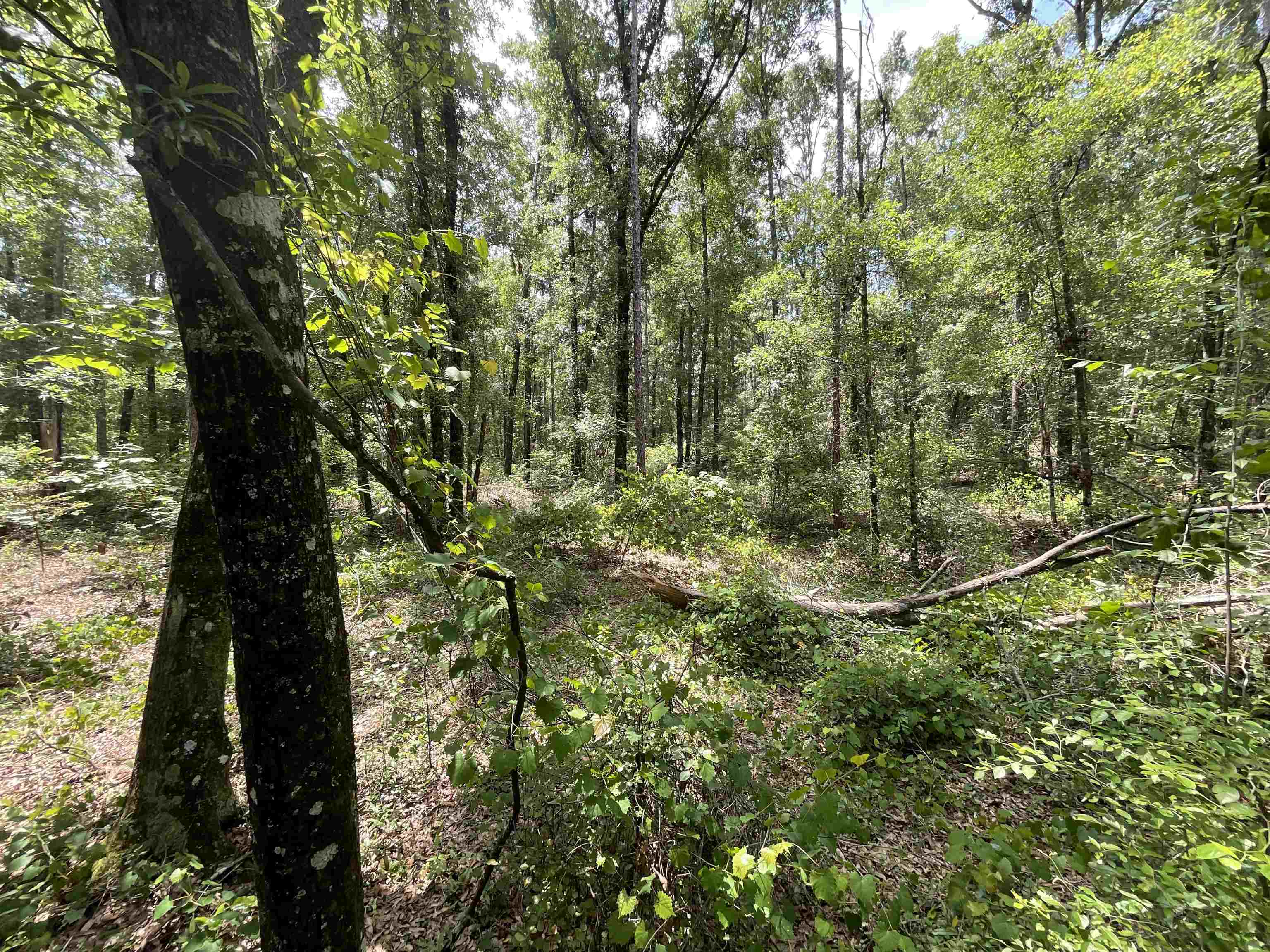 Vacant NW Sapphire Trail, Jennings, Florida image 30