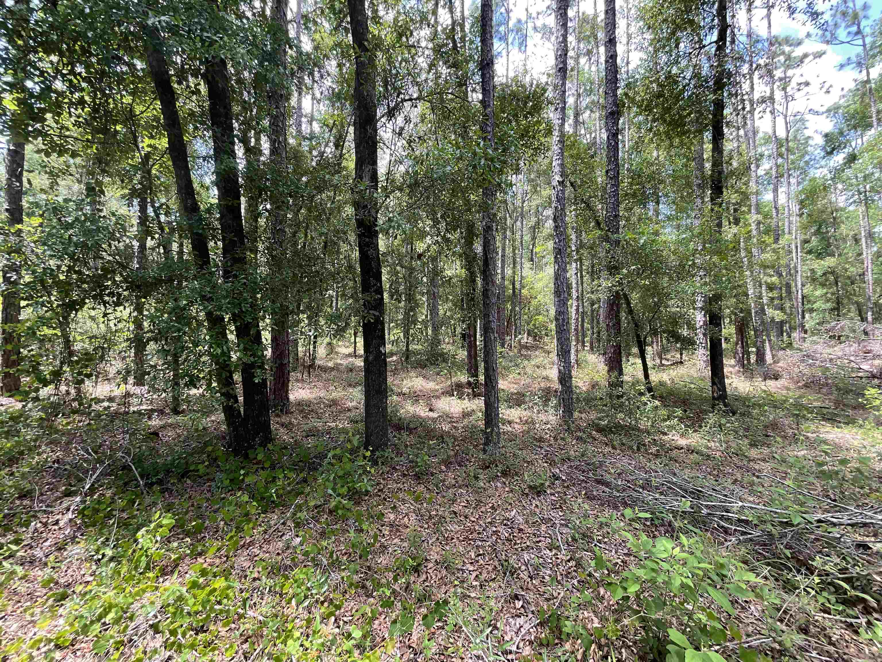 Vacant NW Sapphire Trail, Jennings, Florida image 40