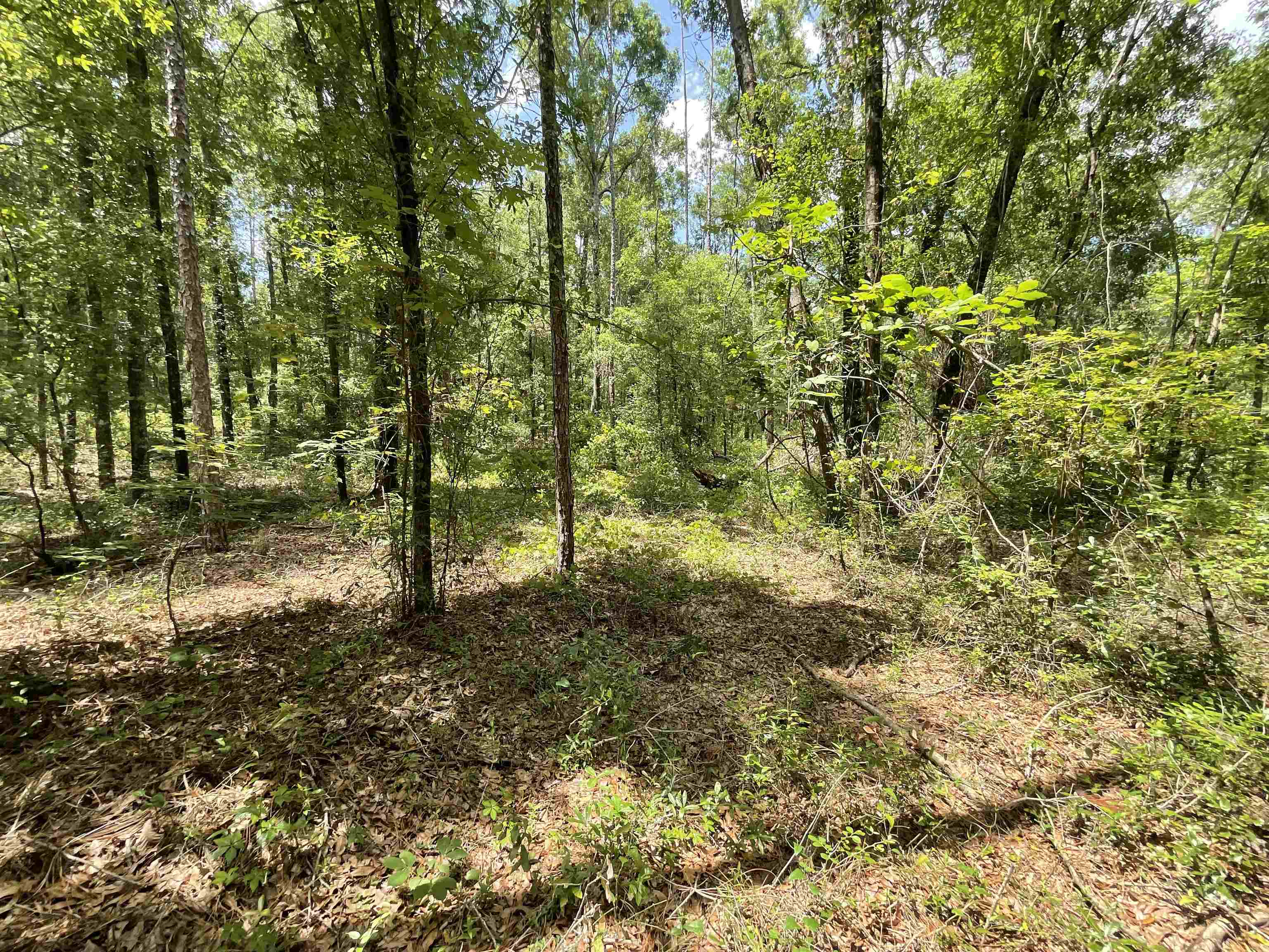 Vacant NW Sapphire Trail, Jennings, Florida image 8