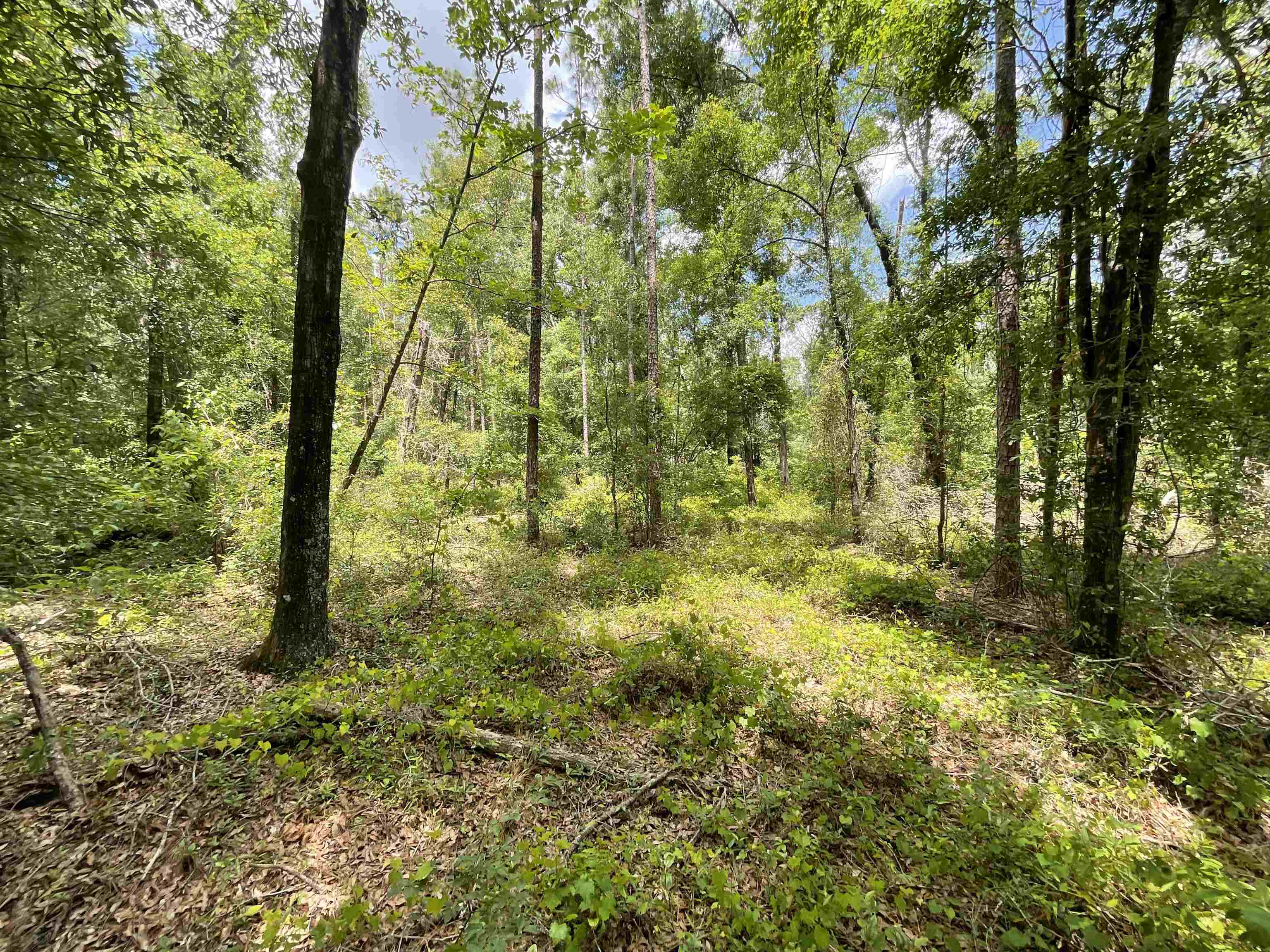 Vacant NW Sapphire Trail, Jennings, Florida image 9