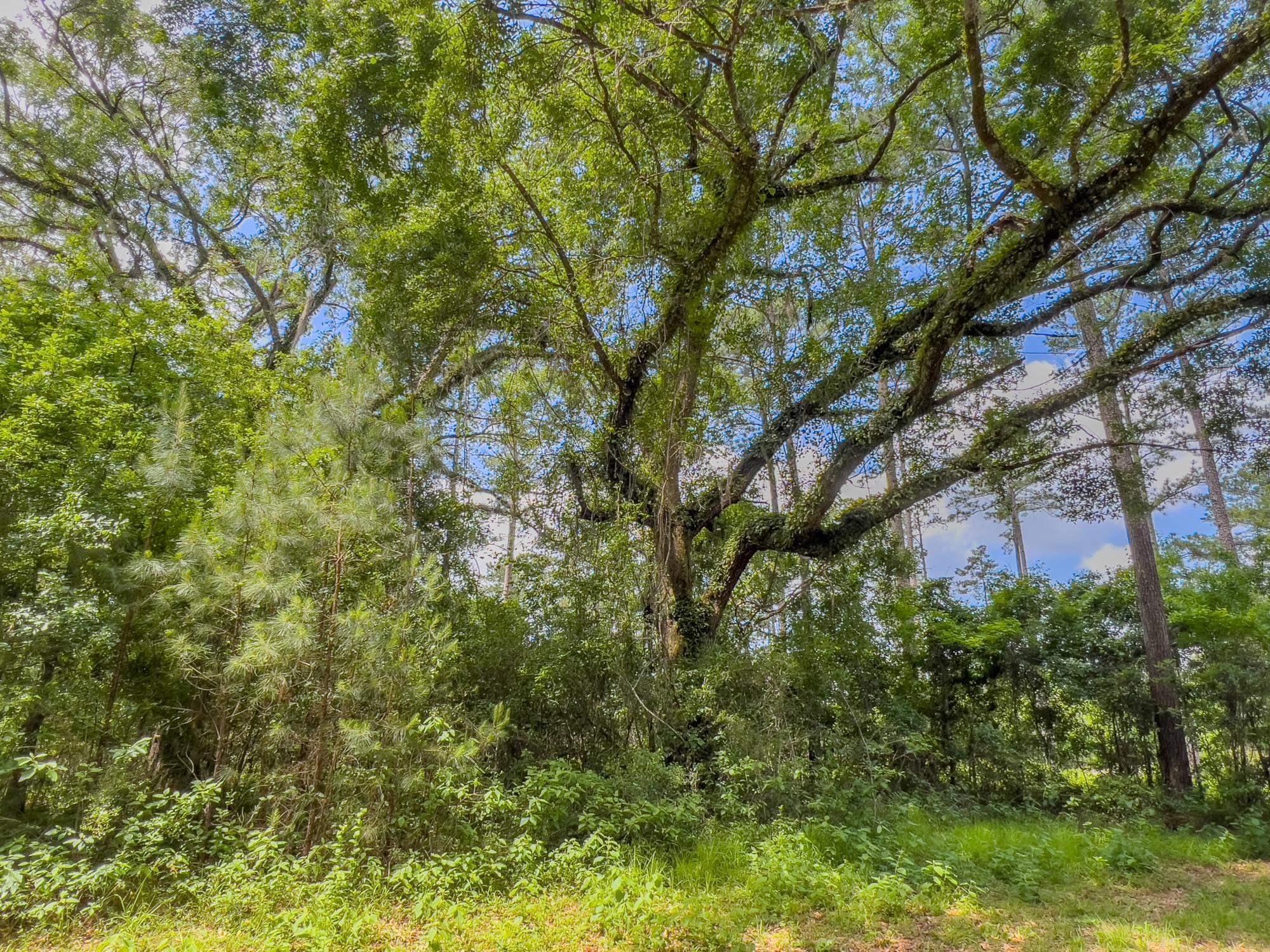 Nancy, LAMONT, Florida image 9