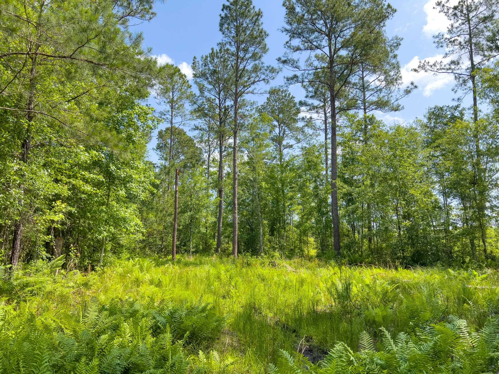 000 S Salt Road, MONTICELLO, Florida image 1