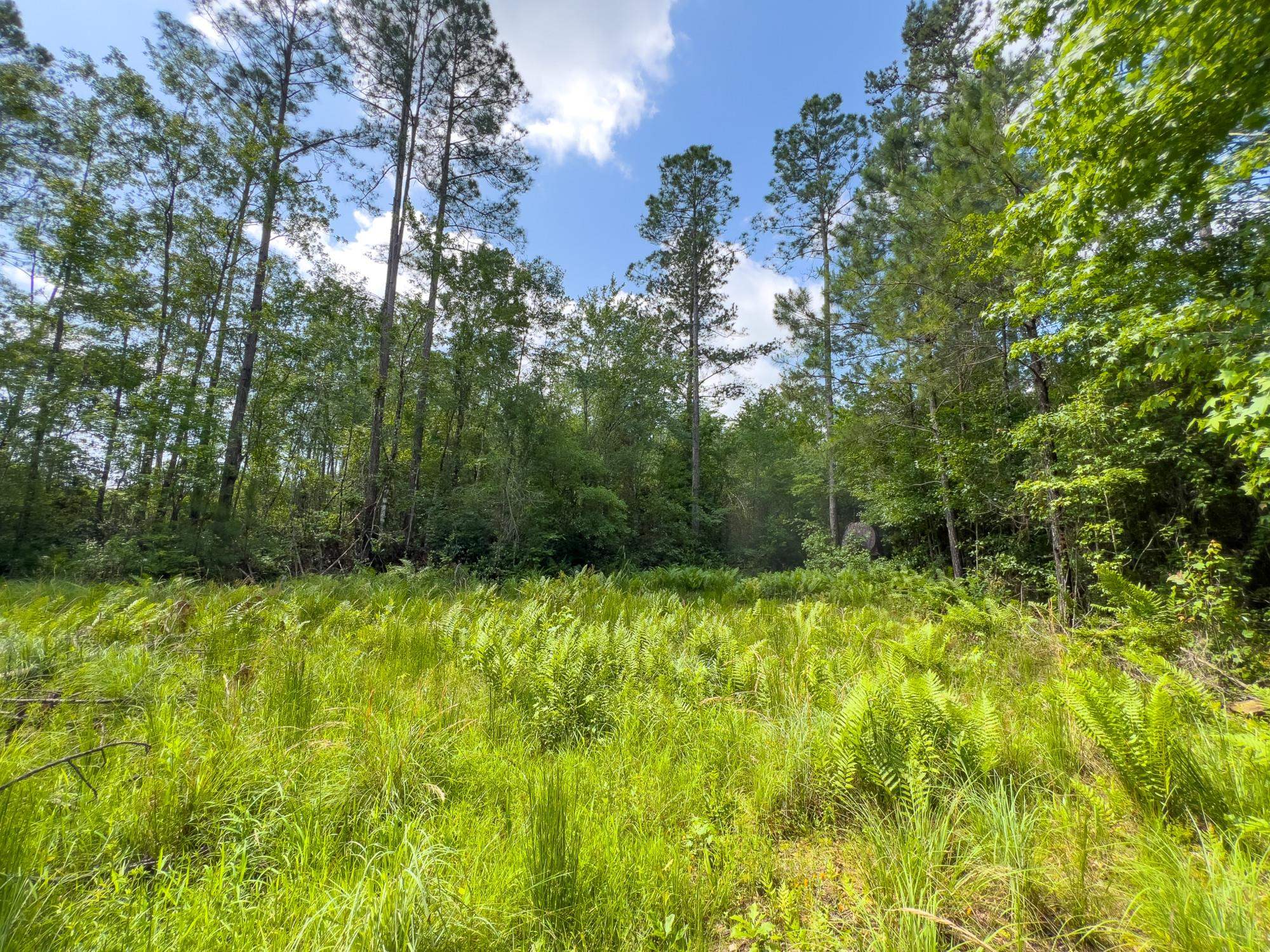 000 S Salt Road, MONTICELLO, Florida image 4