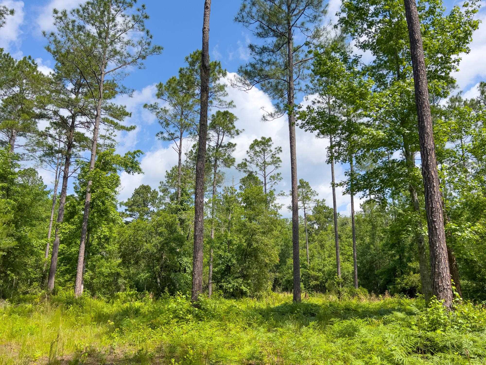 S Salt Road, MONTICELLO, Florida image 1