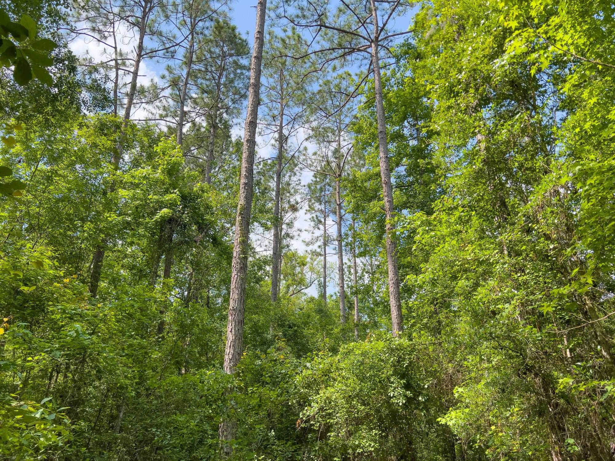 S Salt Road, MONTICELLO, Florida image 3