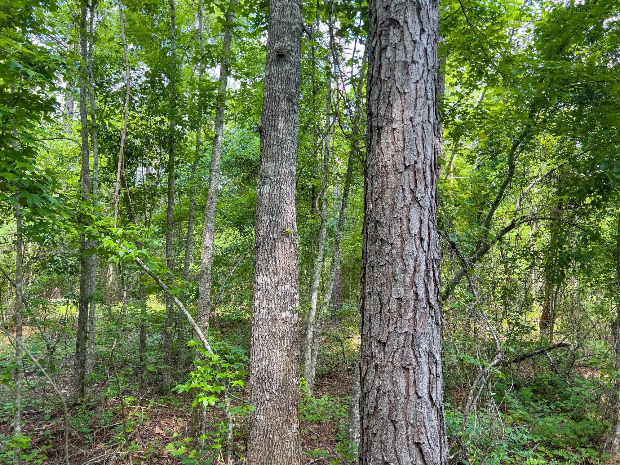 S Salt Road, MONTICELLO, Florida image 5