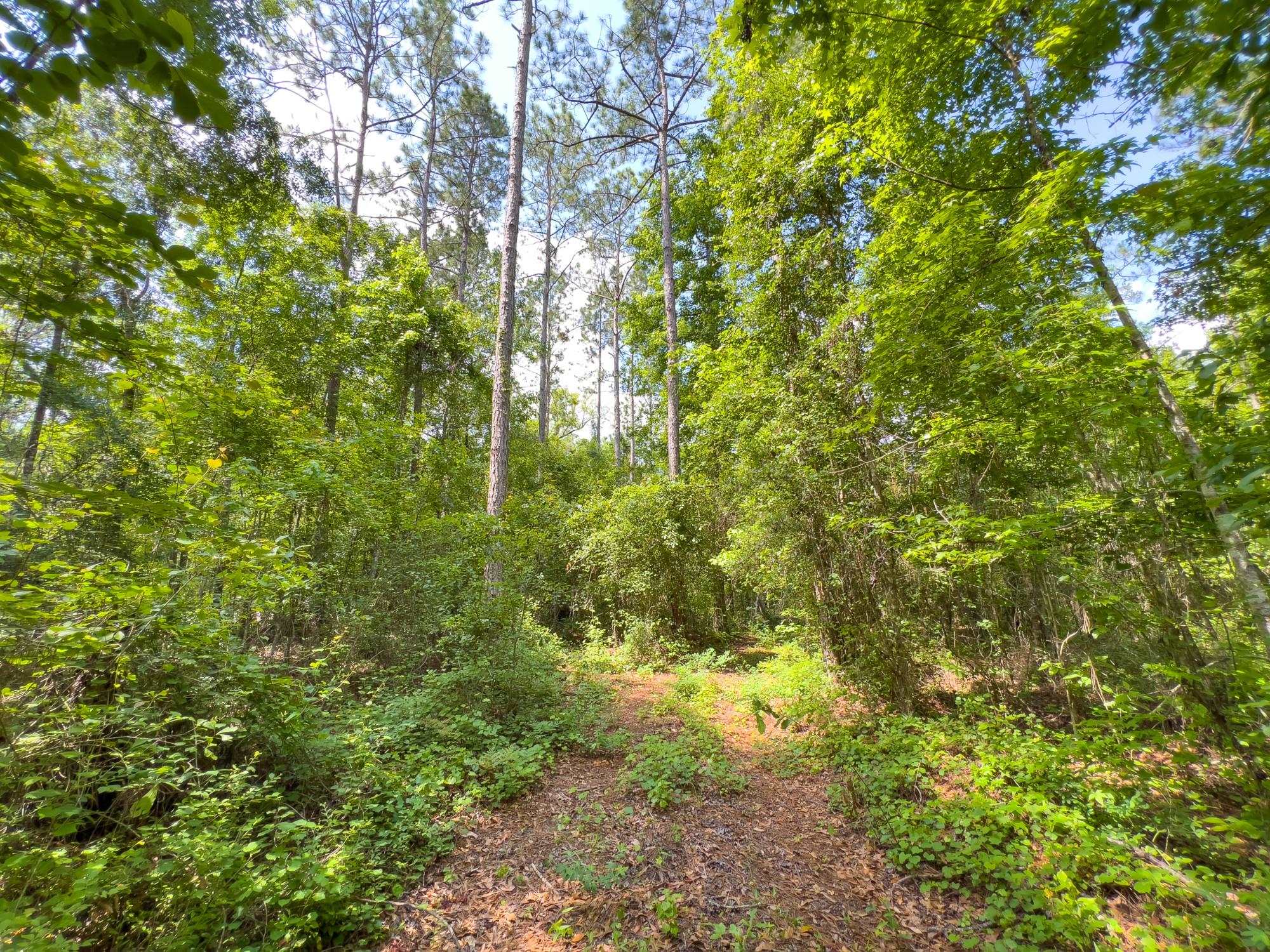 S Salt Road, MONTICELLO, Florida image 7