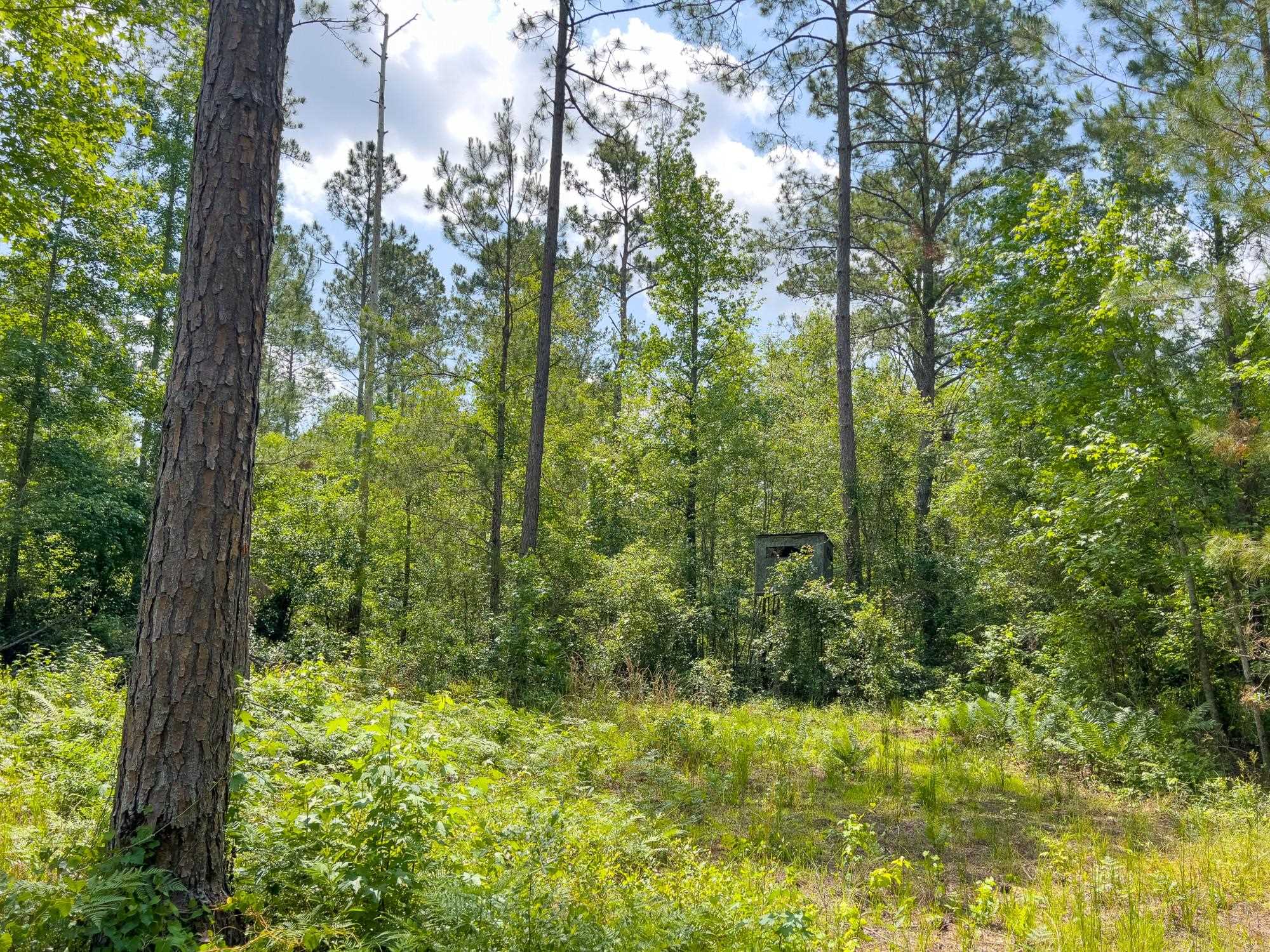 S Salt Road, MONTICELLO, Florida image 8