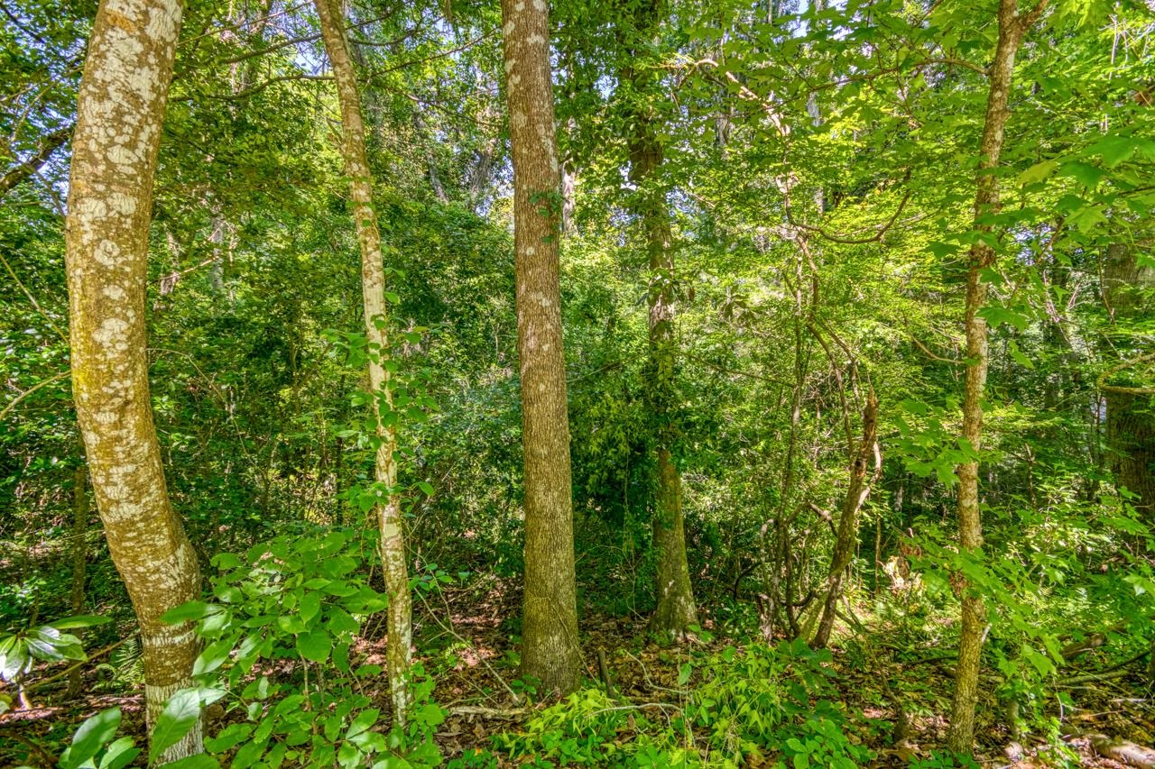 Timberlane School Road, Tallahassee, Florida image 4