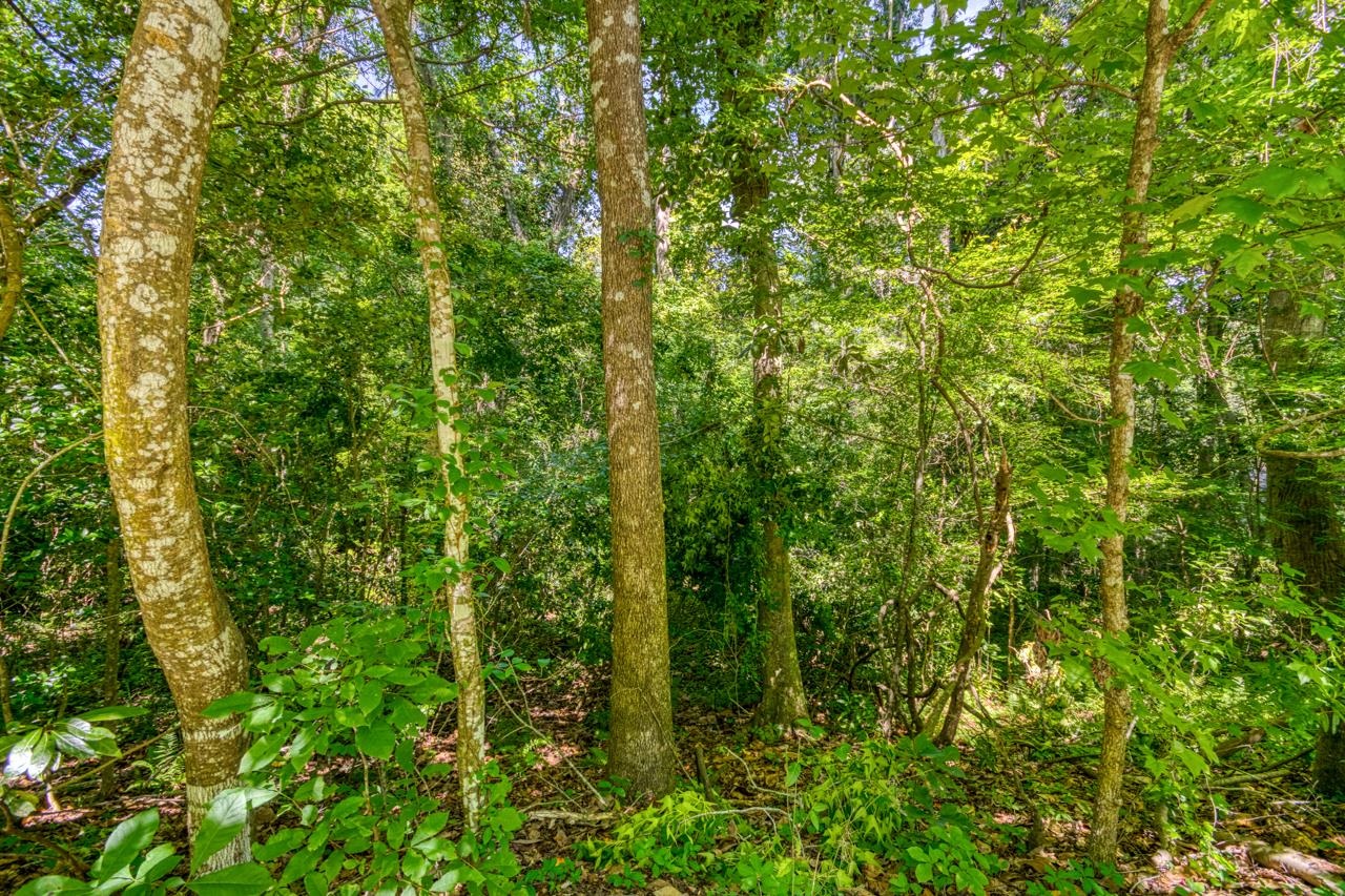 Timberlane School Road, Tallahassee, Florida image 6