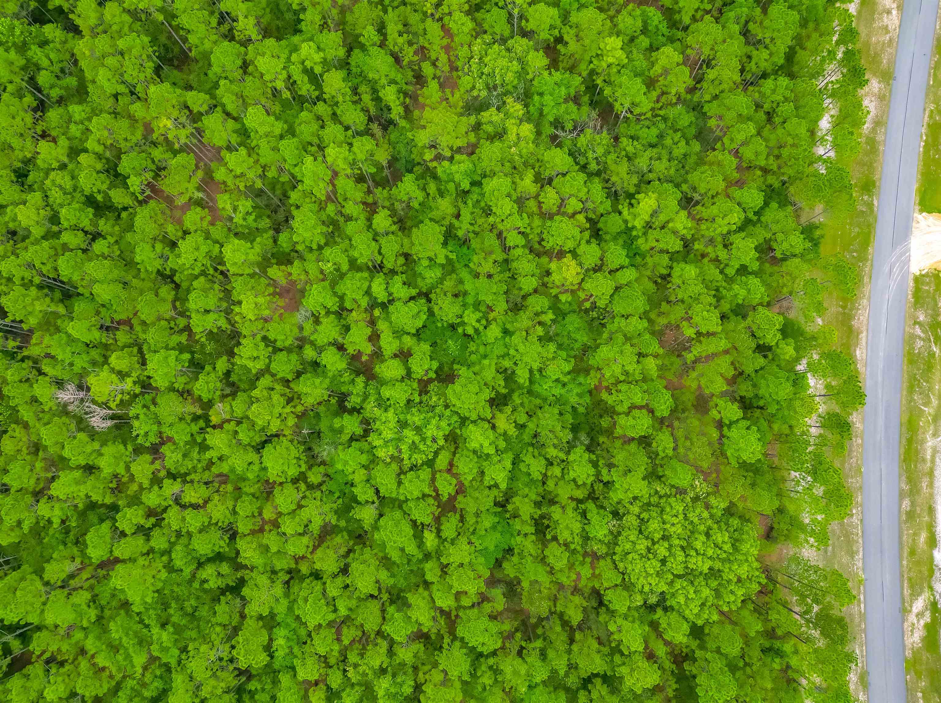 Saddle Rope Trail, Tallahassee, Florida image 9