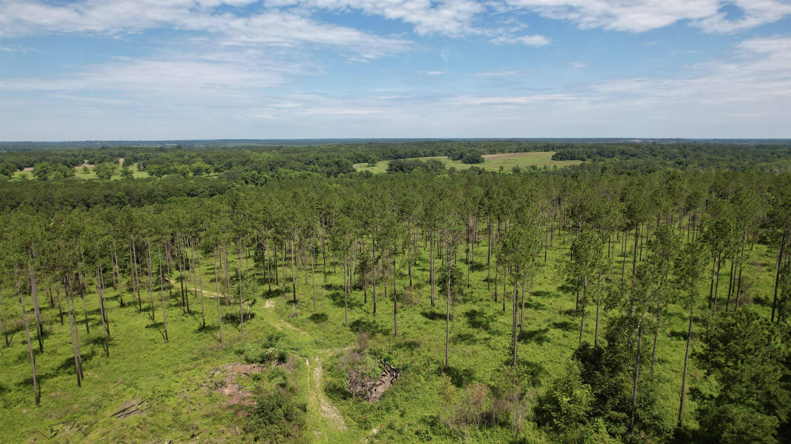 Bassett Dairy Road, MONTICELLO, Florida image 2