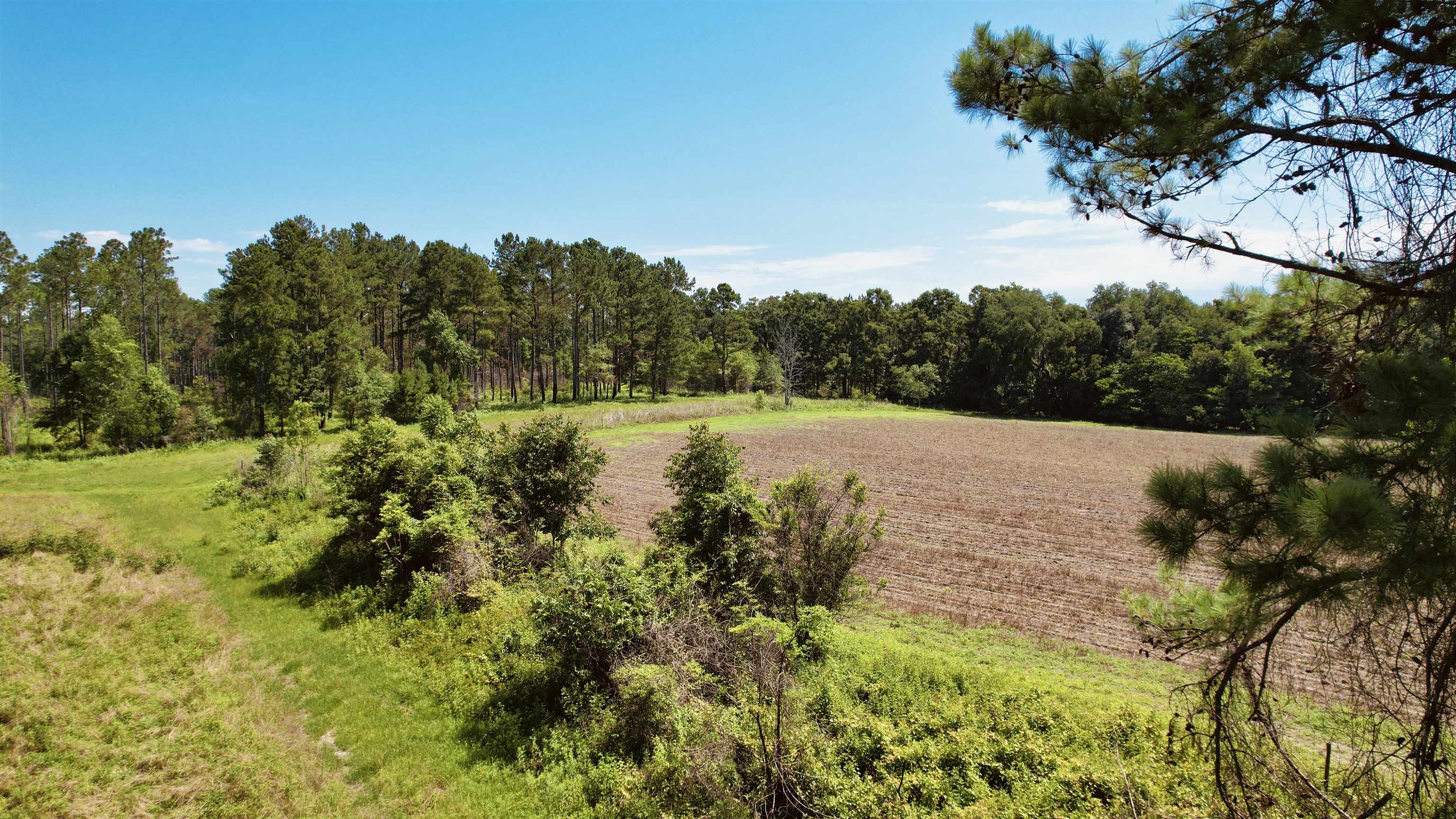 Bassett Dairy Road, MONTICELLO, Florida image 3