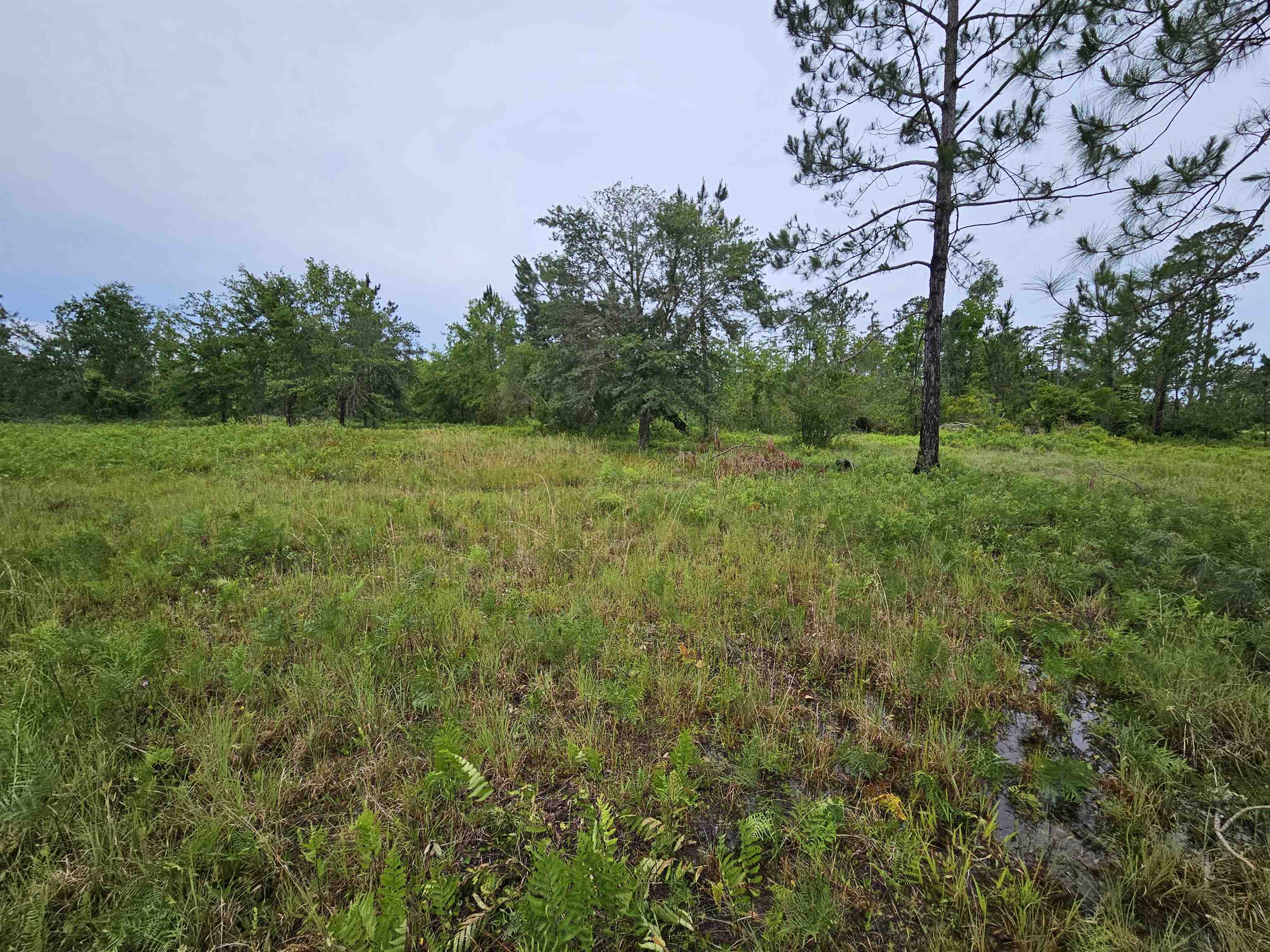 Lot 11 NE Alton Wentworth Road, GREENVILLE, Florida image 2