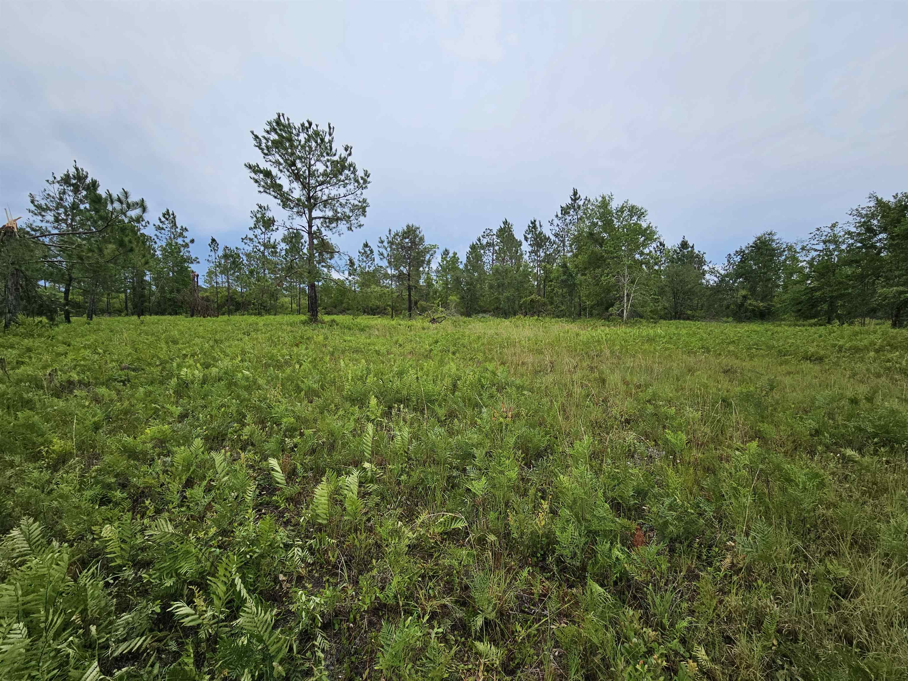 Lot 11 NE Alton Wentworth Road, GREENVILLE, Florida image 3