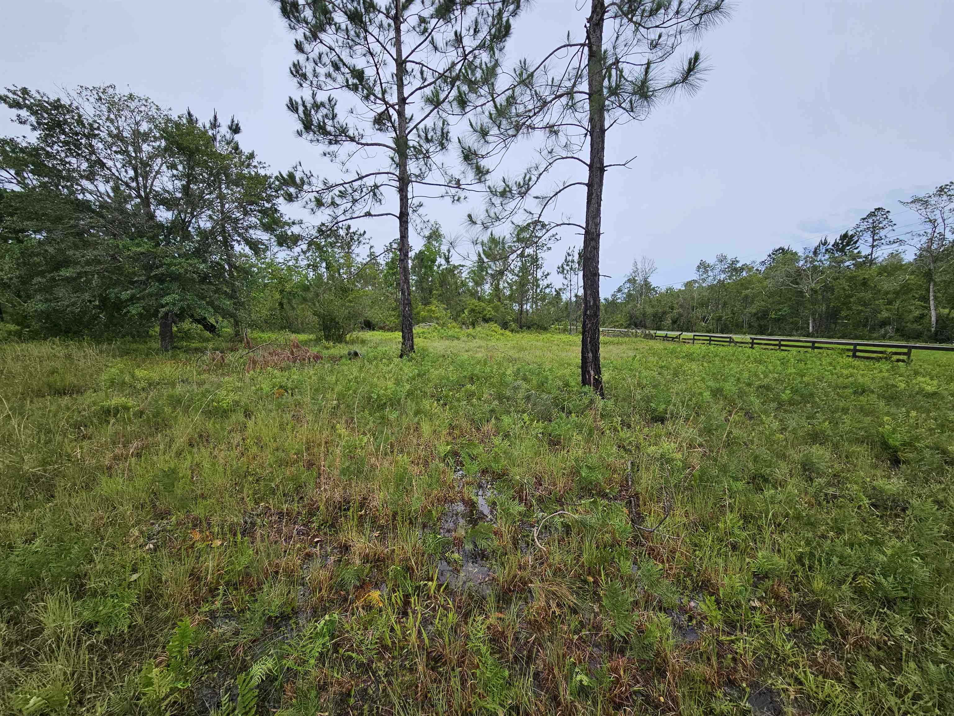 Lot 11 NE Alton Wentworth Road, GREENVILLE, Florida image 4