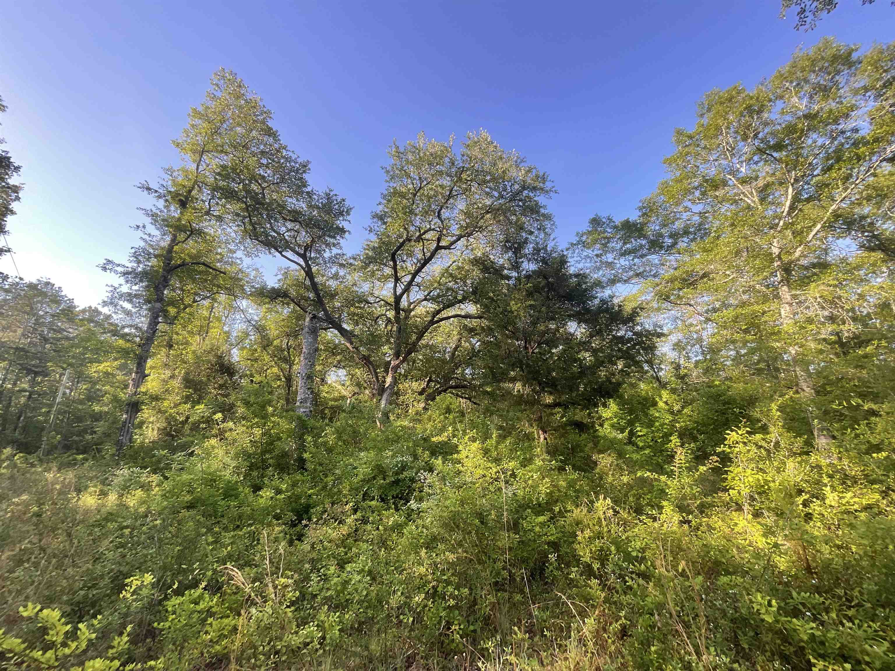 1665 Old Bonifay Road, Chipley, Florida image 18