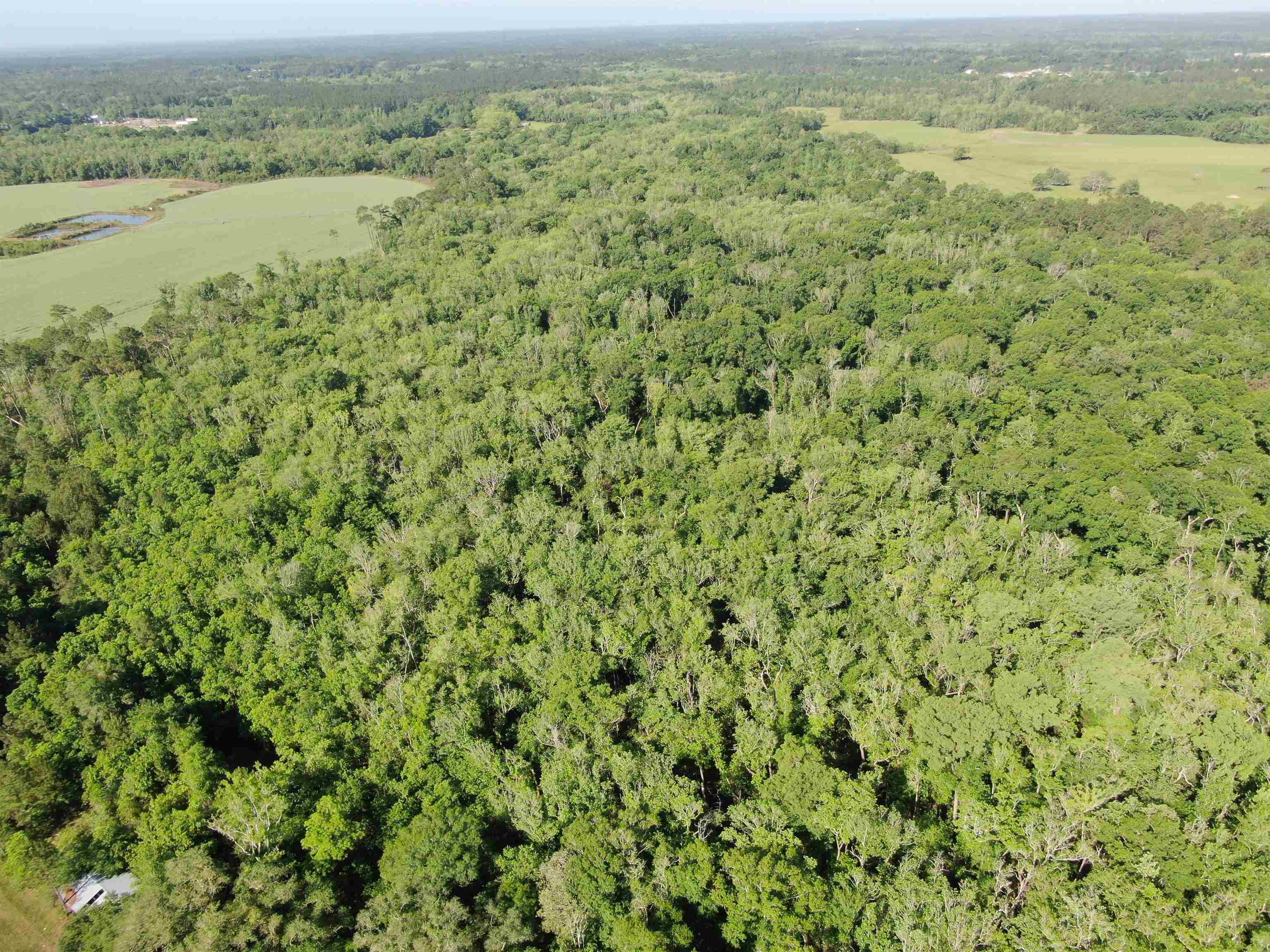 1665 Old Bonifay Road, Chipley, Florida image 3