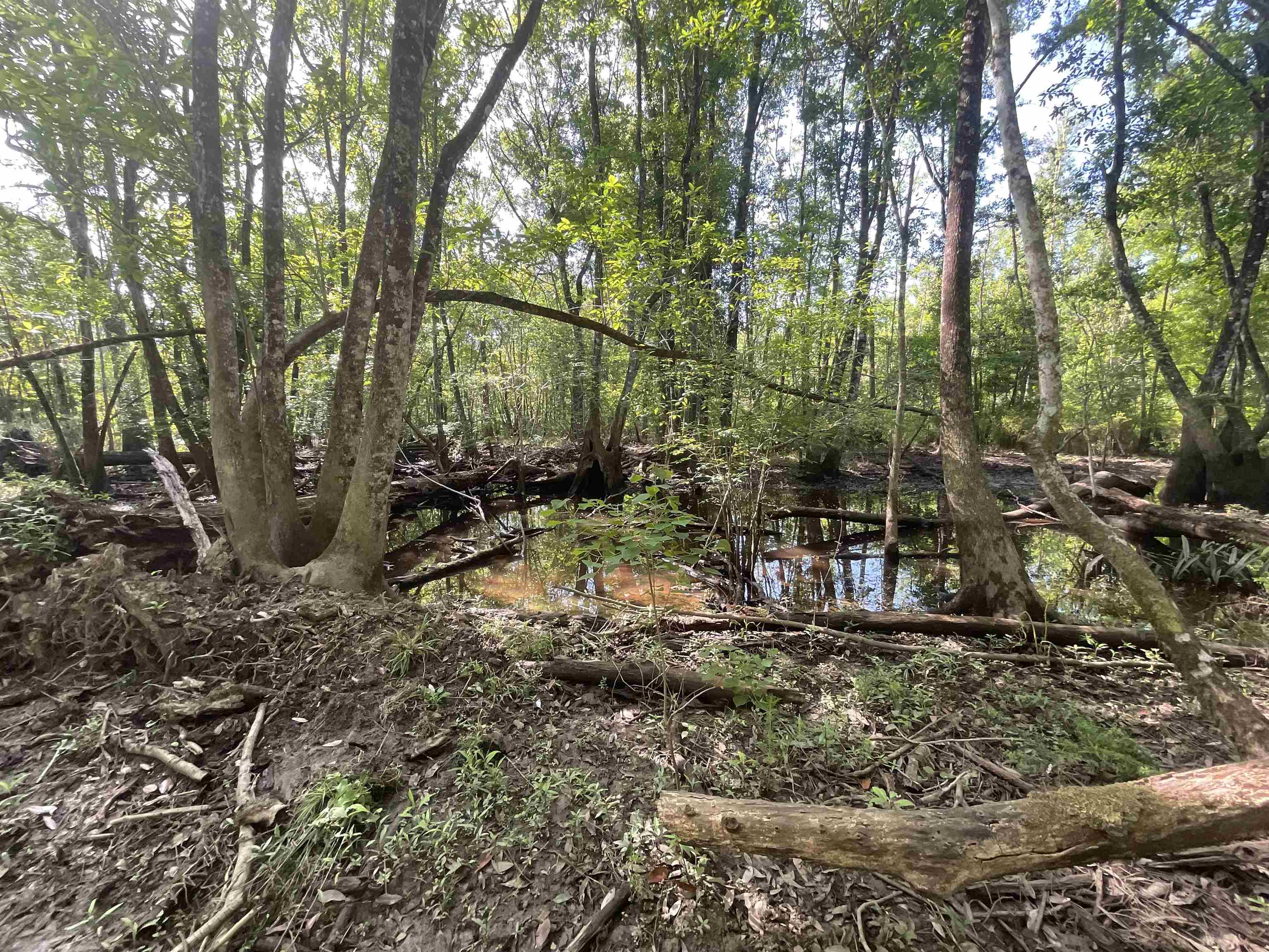 1665 Old Bonifay Road, Chipley, Florida image 31