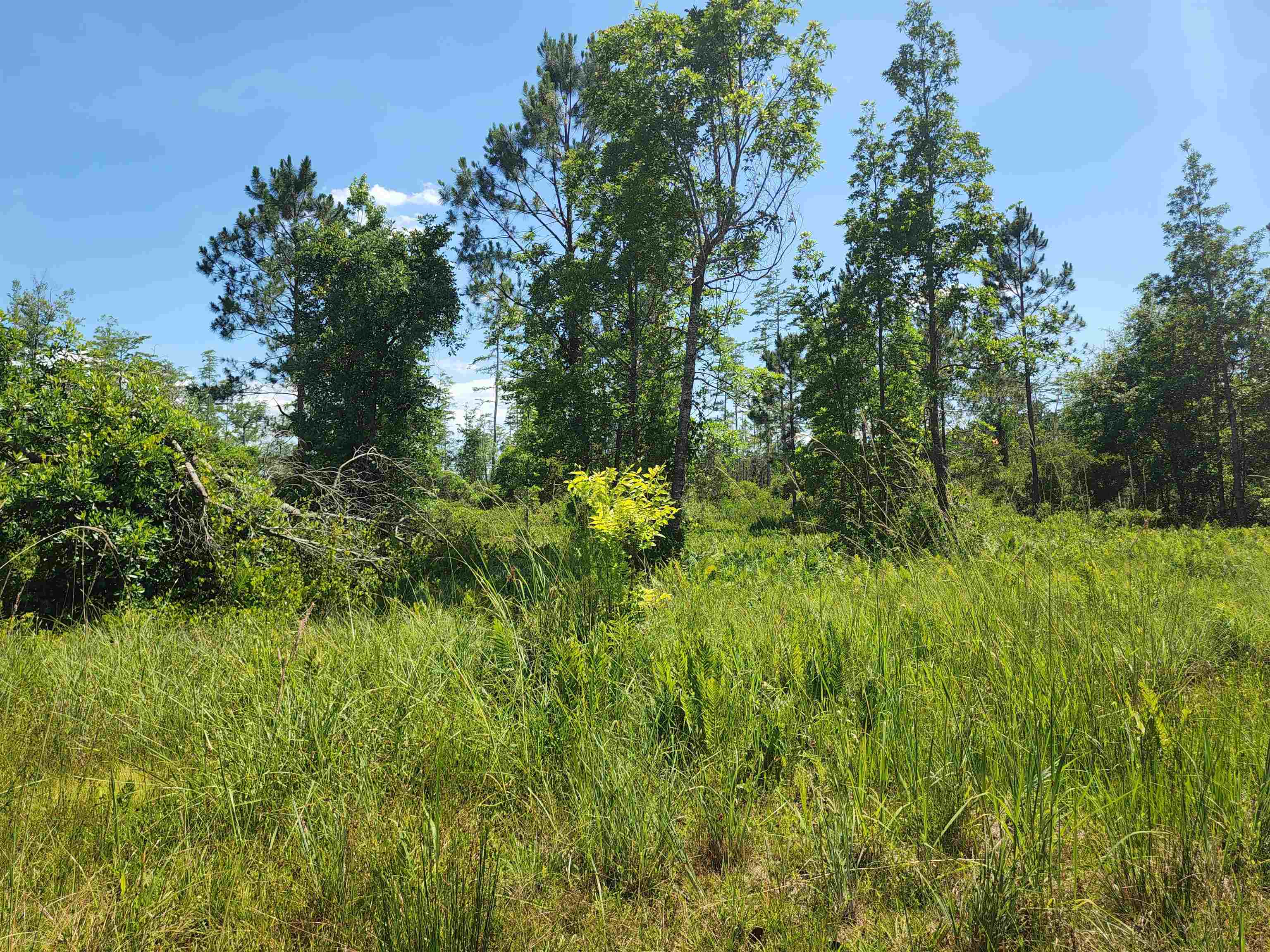 8719 Connector Road, Perry, Florida image 30