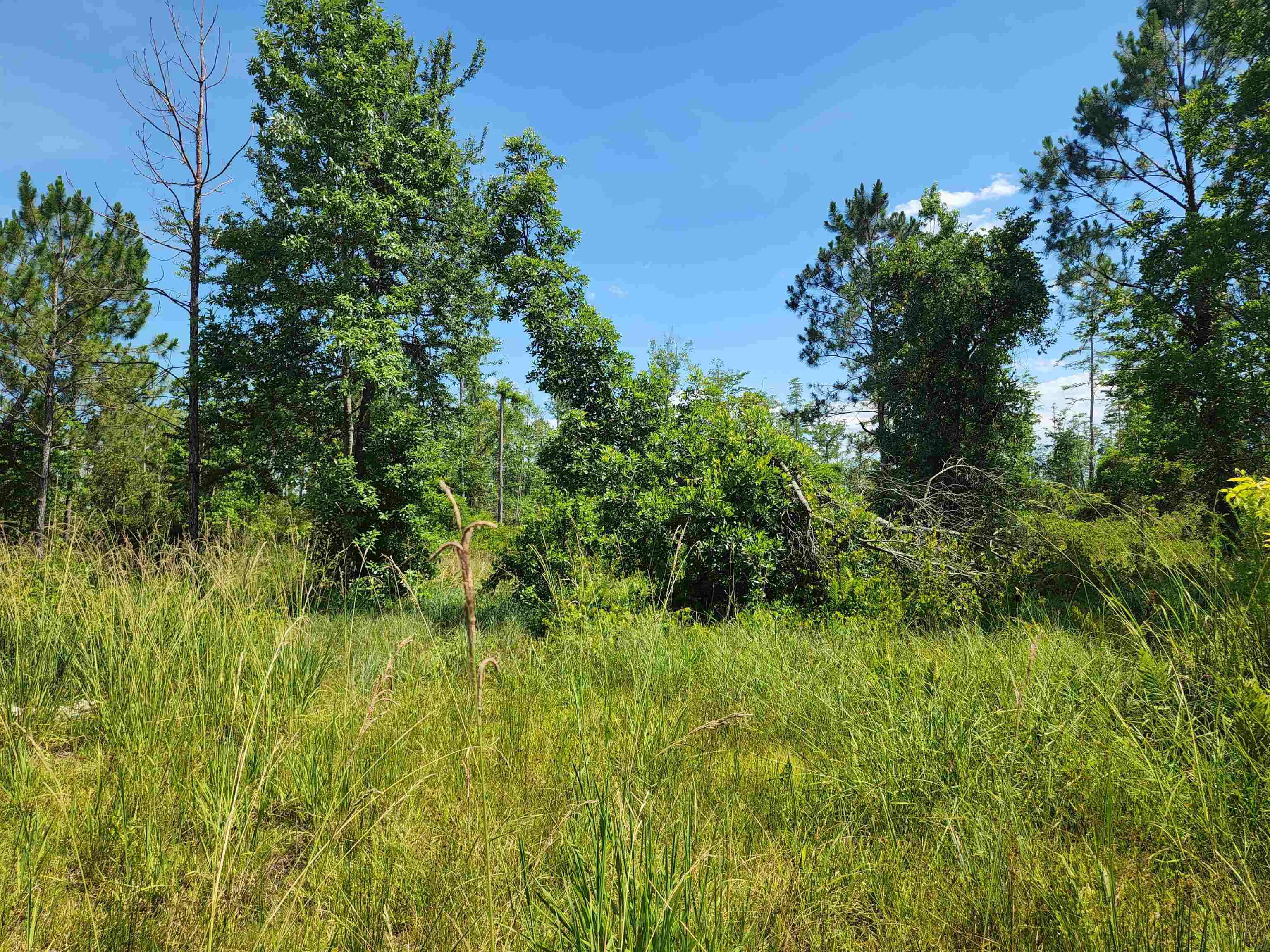 8719 Connector Road, Perry, Florida image 32