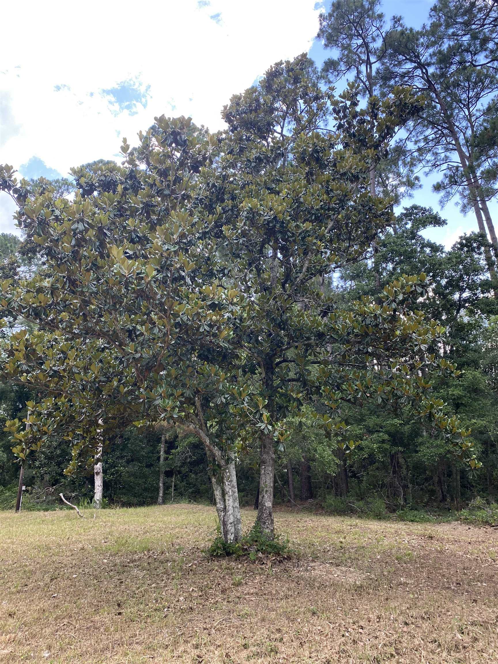 136 Alapaha Avenue, Panacea, Florida image 14