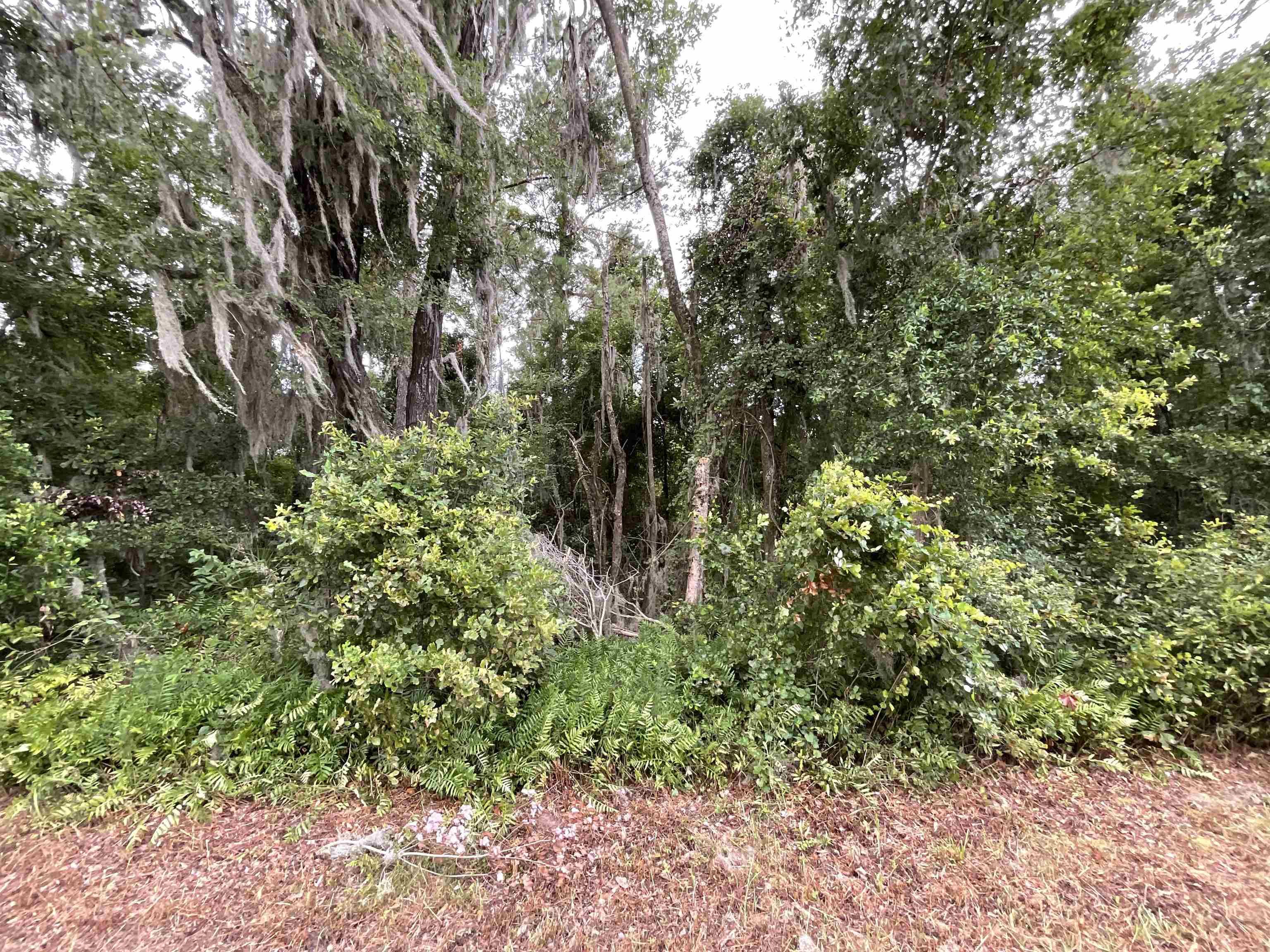 Vacant SE Cr 132, White Springs, Florida image 35