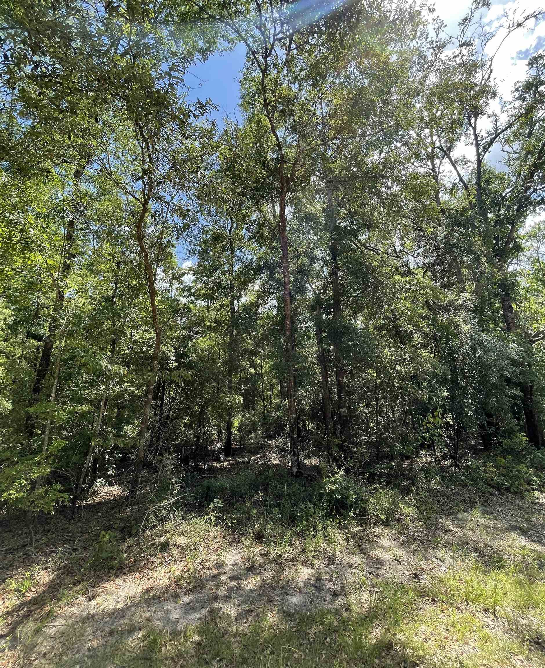 Vacant NW Pin Oak Lane, JENNINGS, Florida image 4