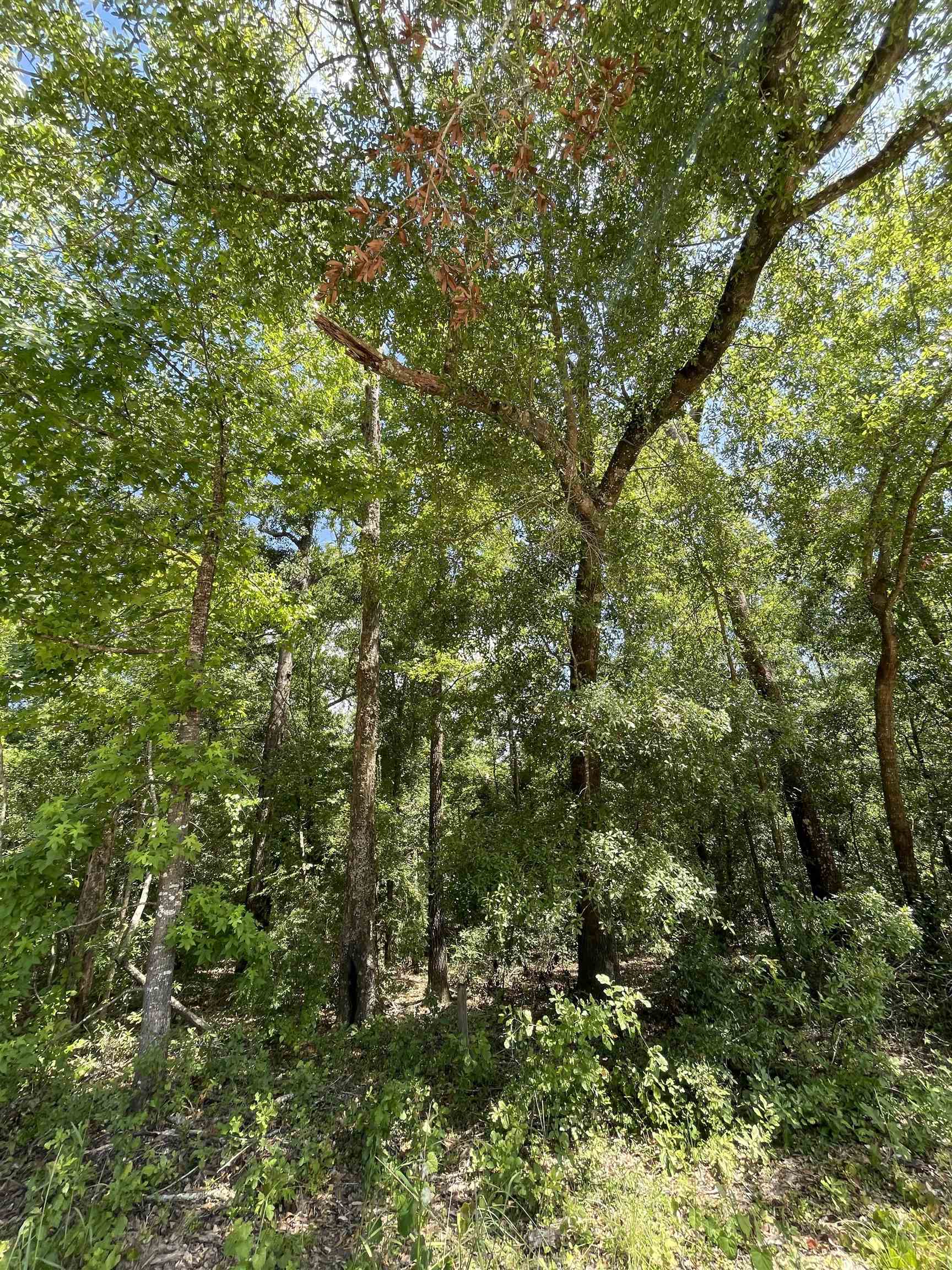 Vacant NW Pin Oak Lane, JENNINGS, Florida image 9