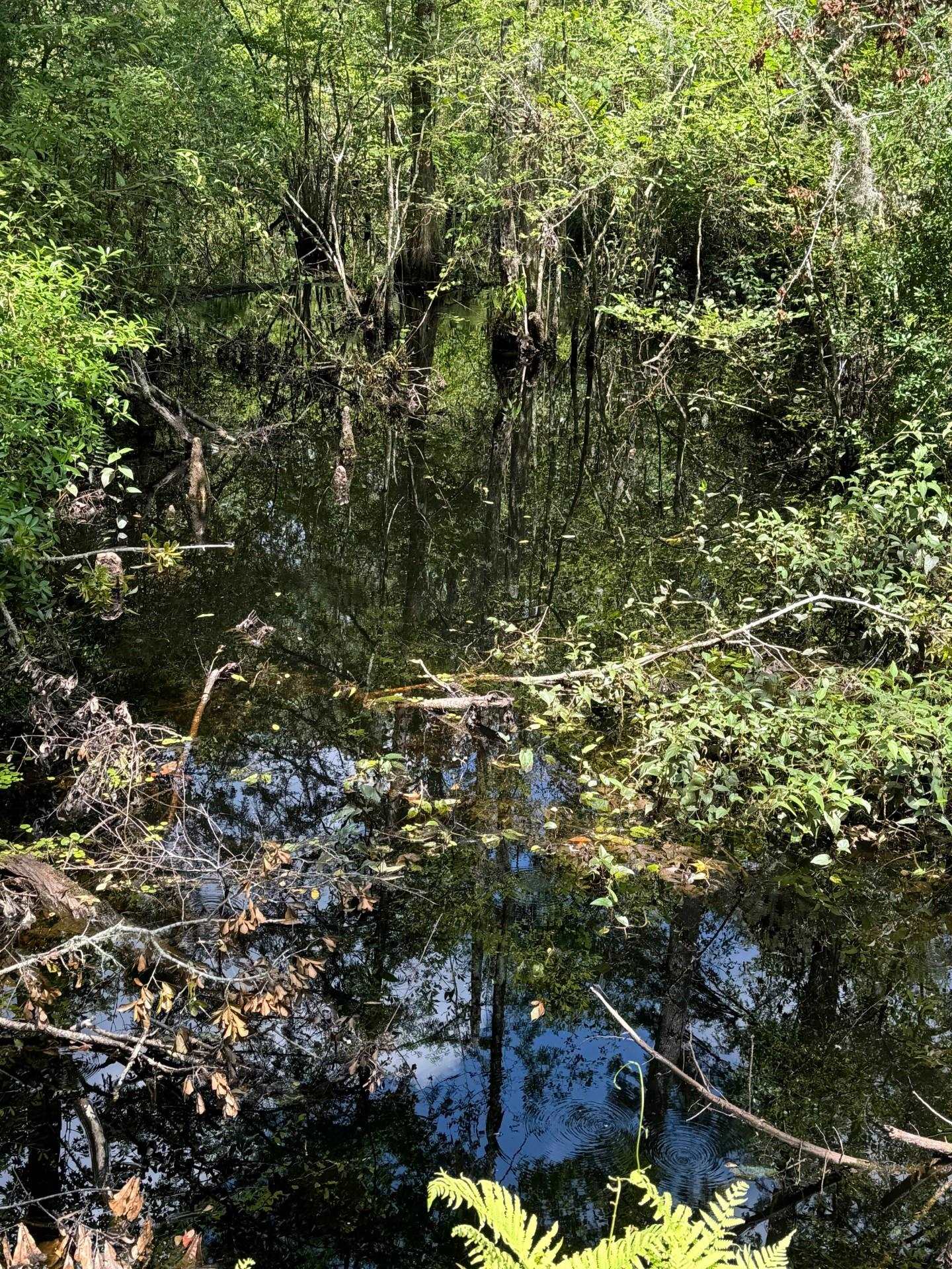 Fallow Road, LAMONT, Florida image 10