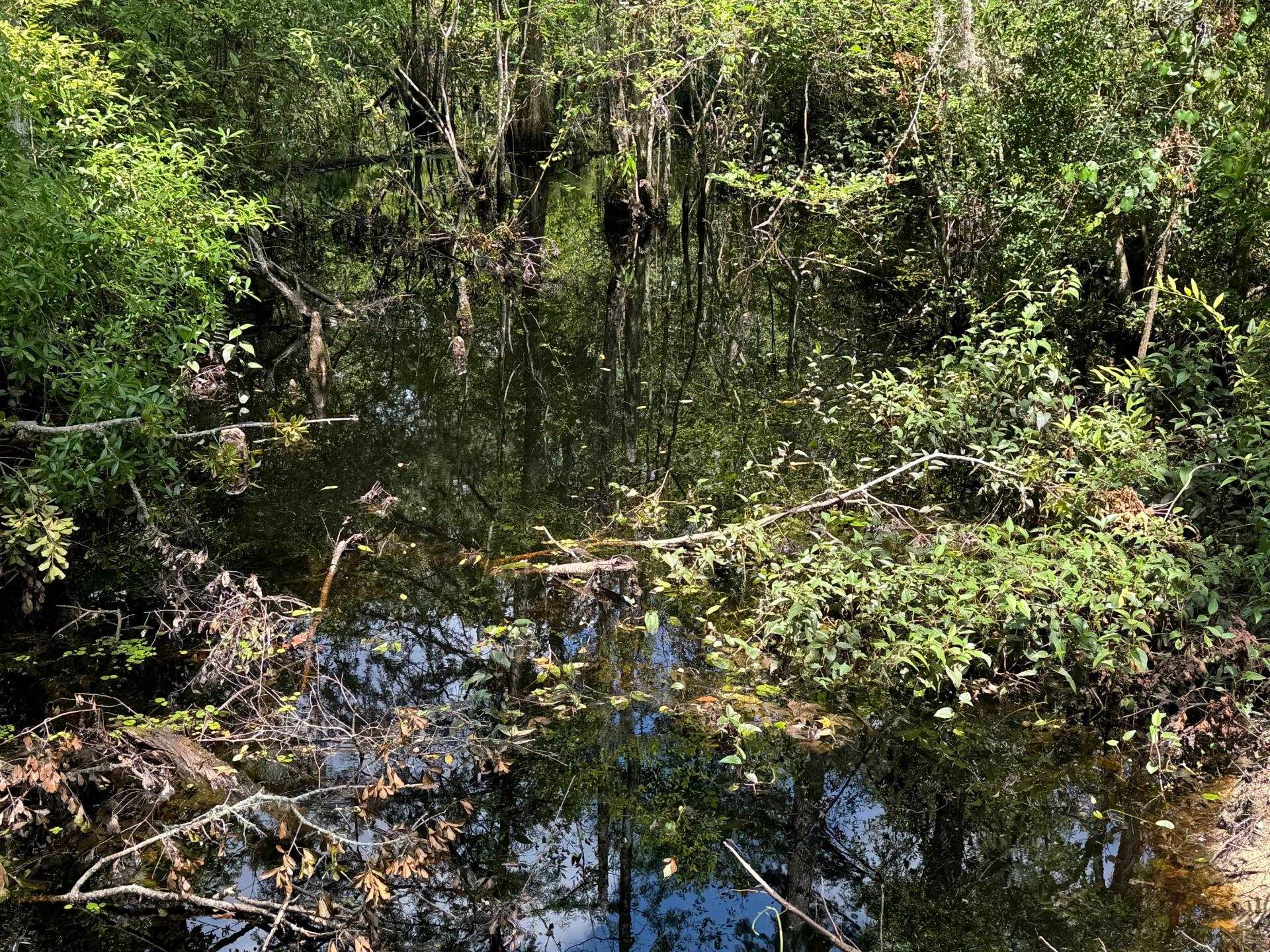 Fallow Road, LAMONT, Florida image 11