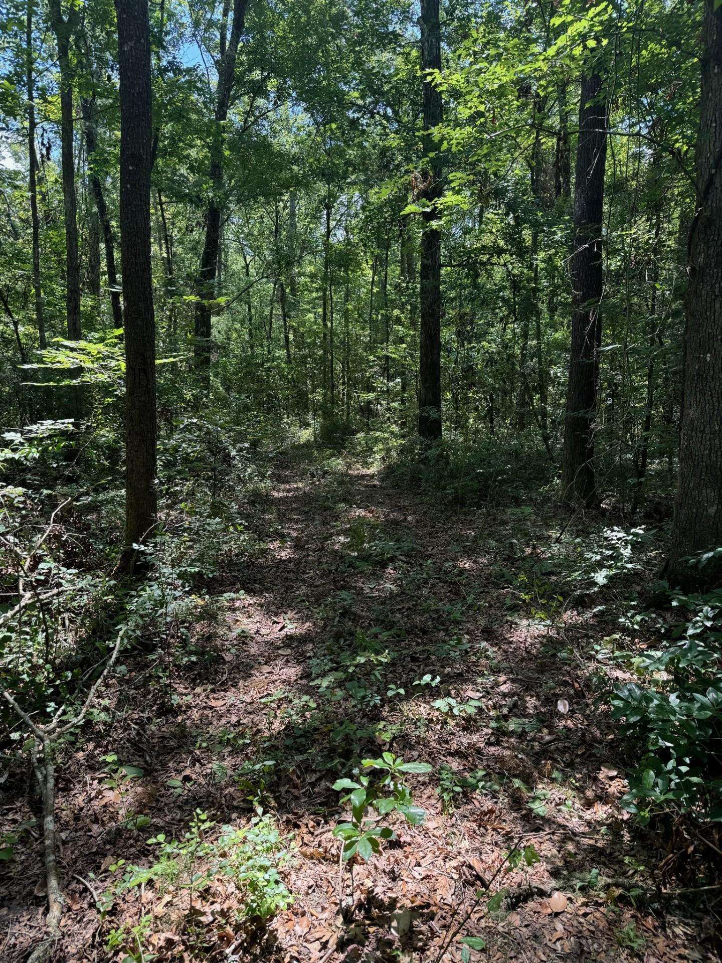 Fallow Road, LAMONT, Florida image 3