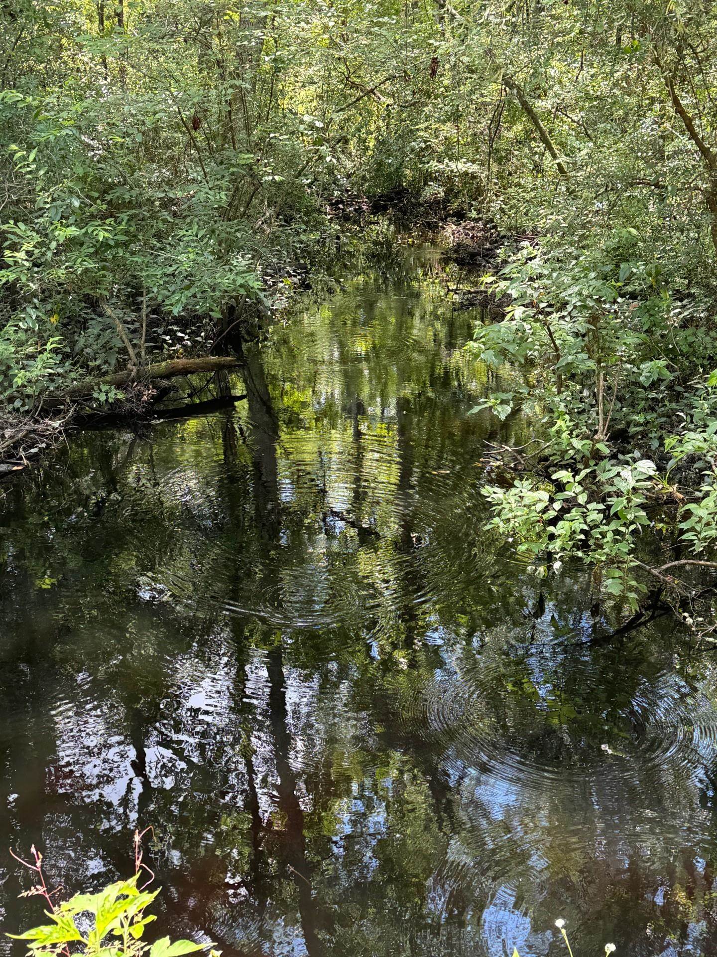 Fallow Road, LAMONT, Florida image 6