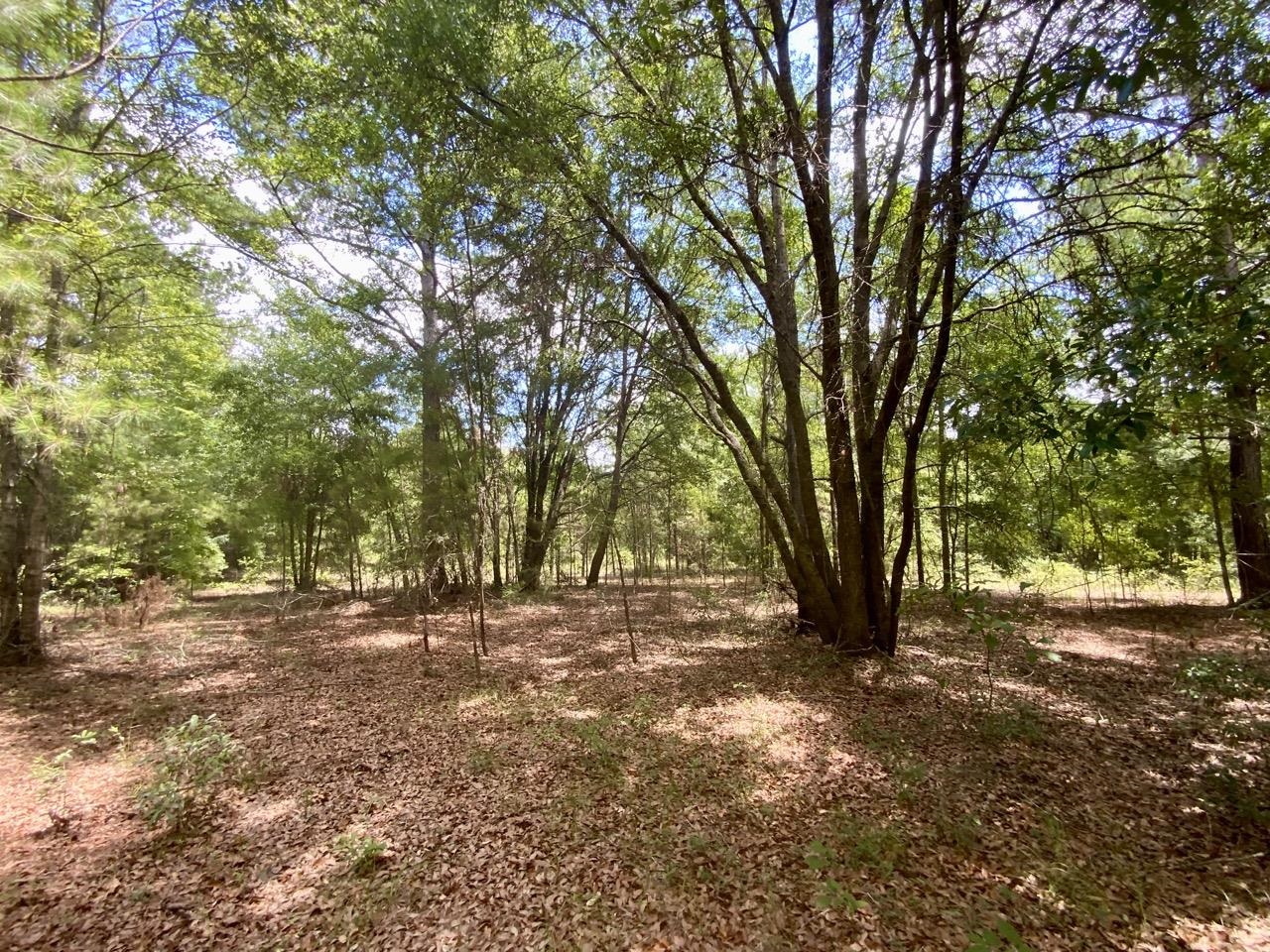 0000 NW Oyster Trail, Greenville, Florida image 11