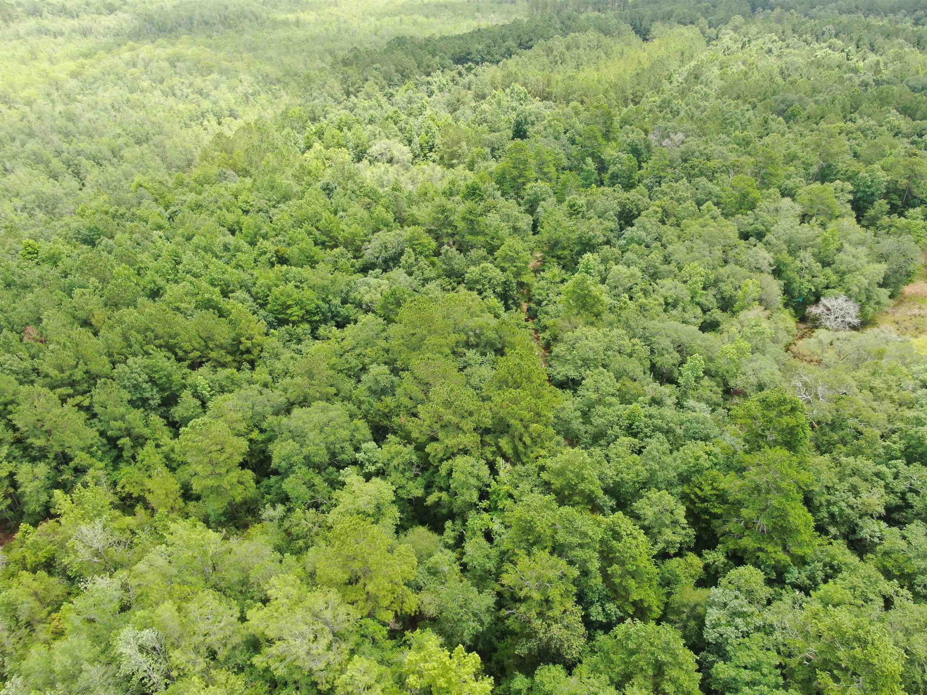 0000 NW Oyster Trail, GREENVILLE, Florida image 4