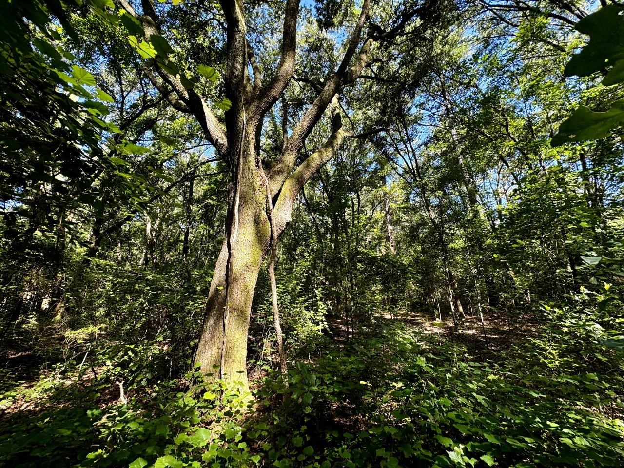 00 NW Little Cat Road, Madison, Florida image 9