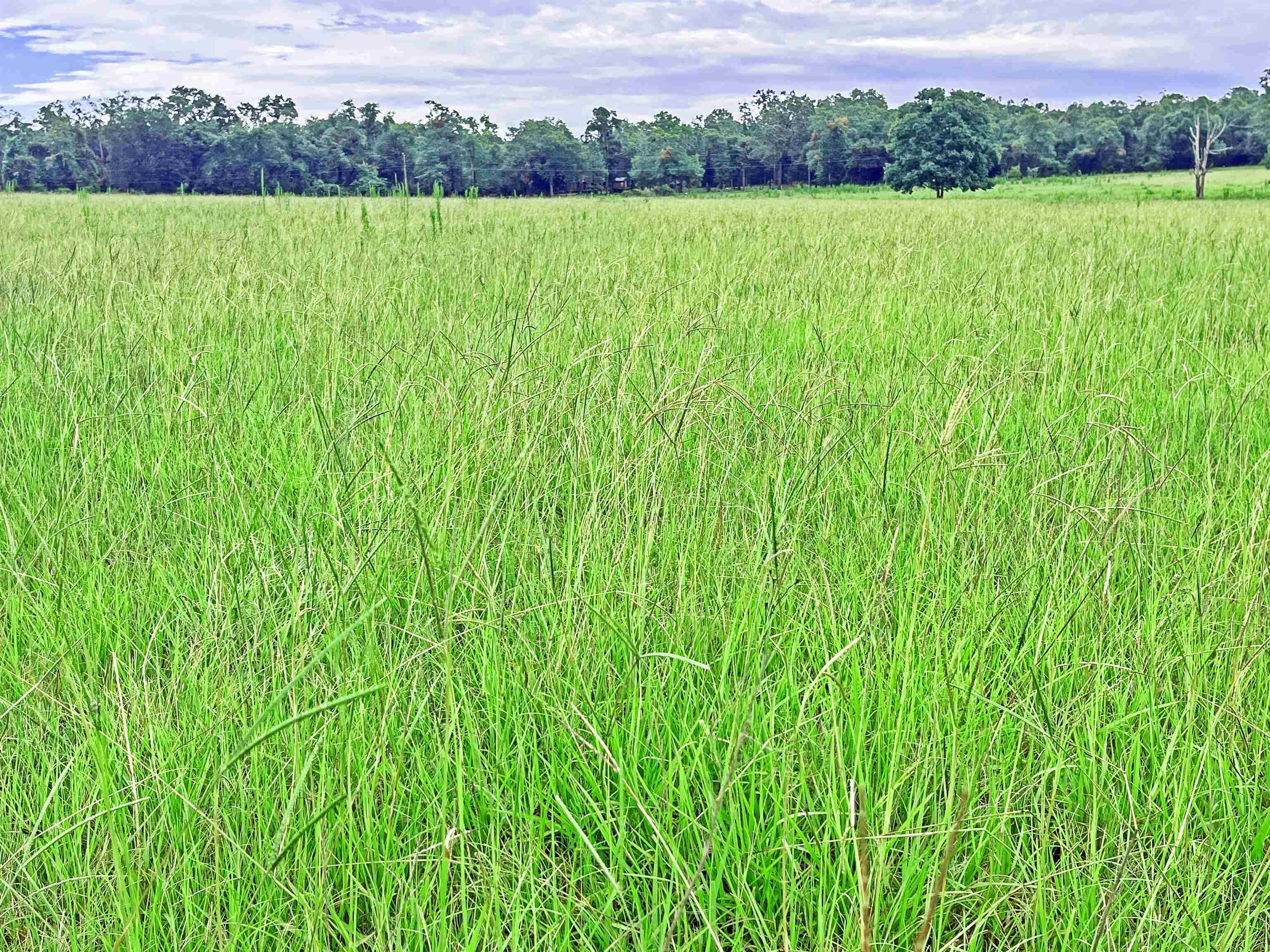 TBD St Augustine Rd Parcel #1, MONTICELLO, Florida image 1