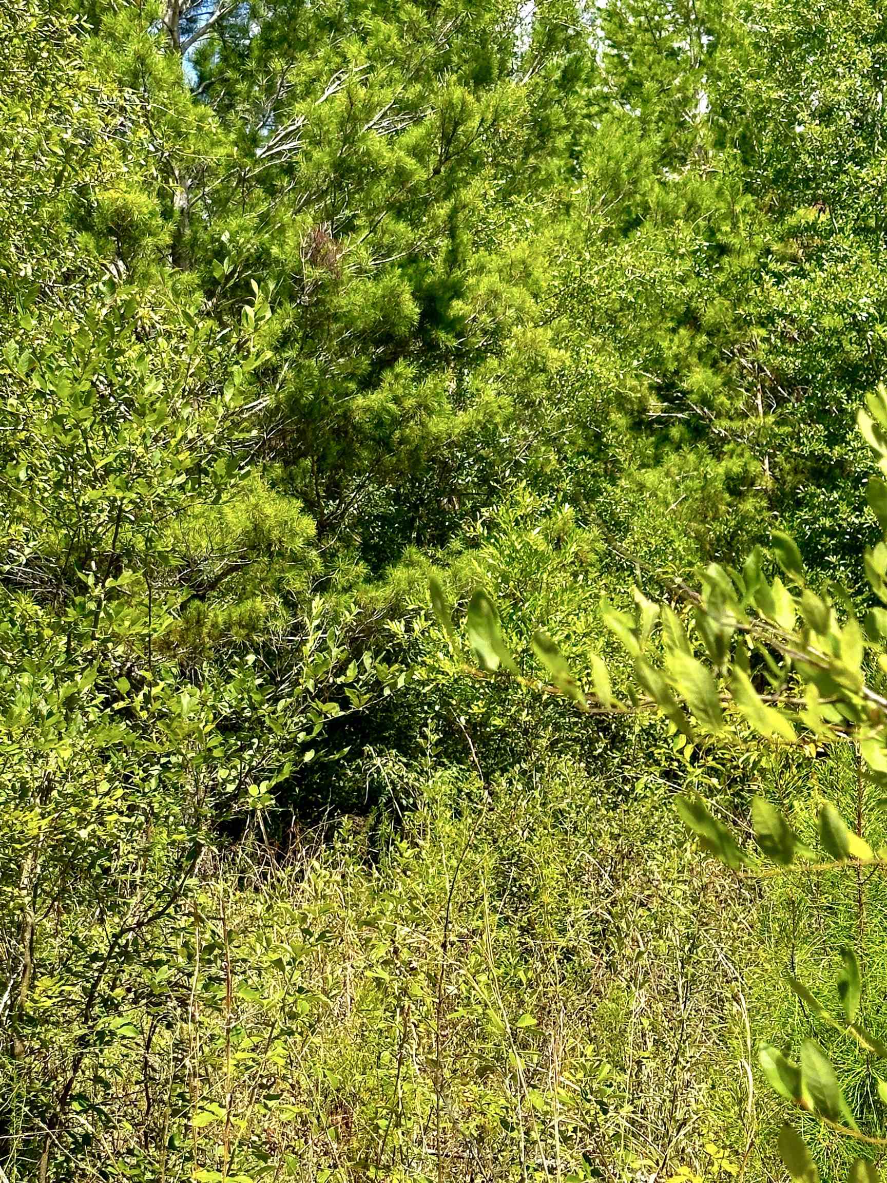 00 NE Loblolly Trail, Lee, Florida image 18