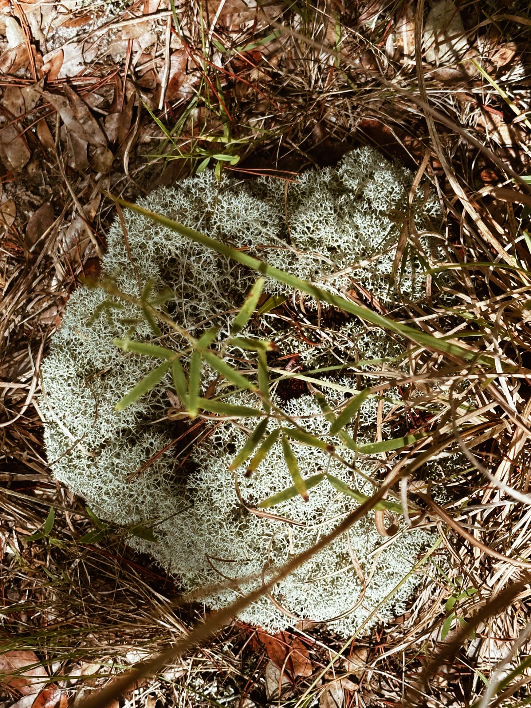 00 NE Loblolly Trail, Lee, Florida image 20