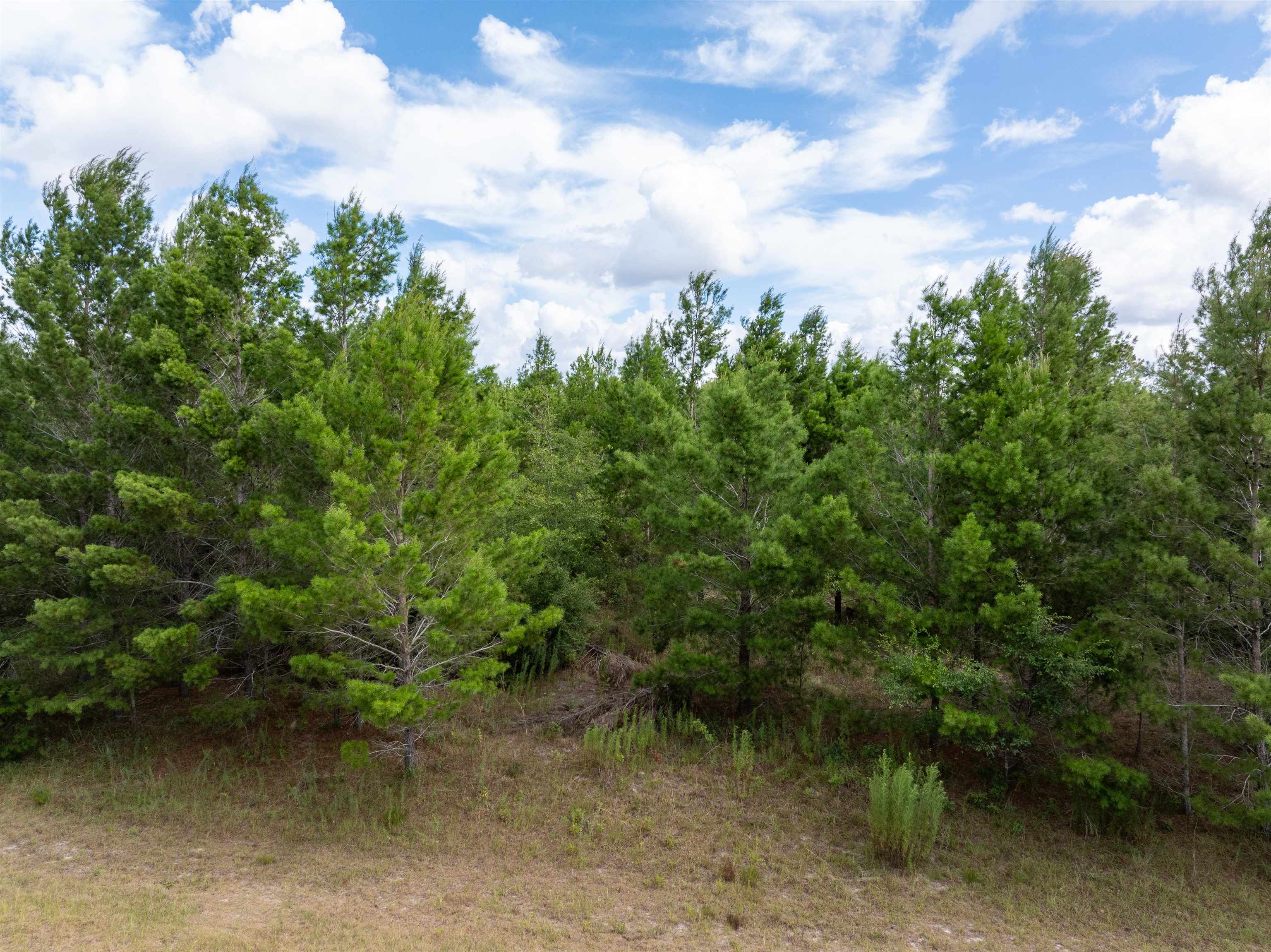 00 NE Loblolly Trail, Lee, Florida image 9