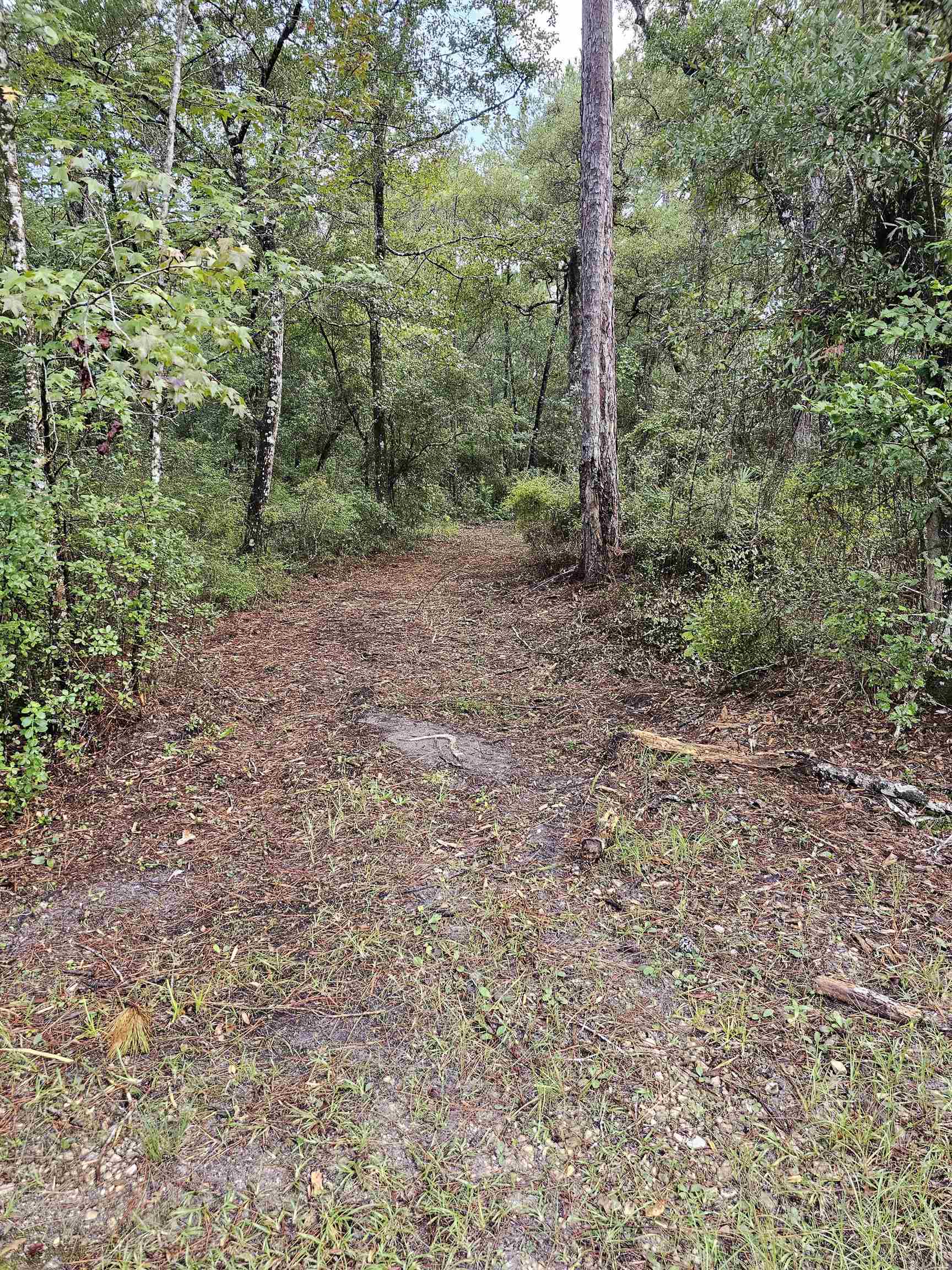 Xxx Pamela Place #LOT 19, SOPCHOPPY, Florida image 6