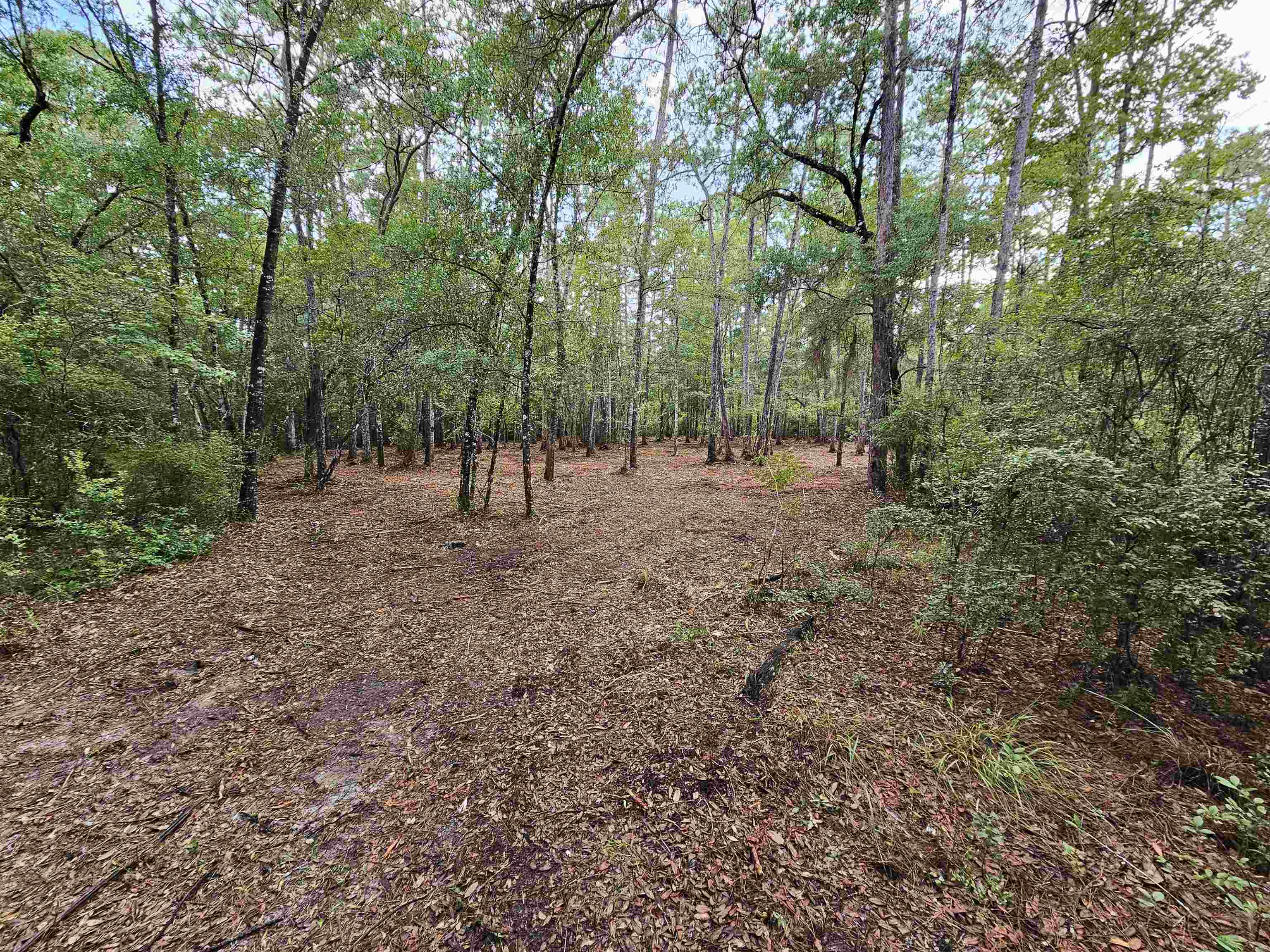 Xxx Pamela Place #LOT 20, SOPCHOPPY, Florida image 6