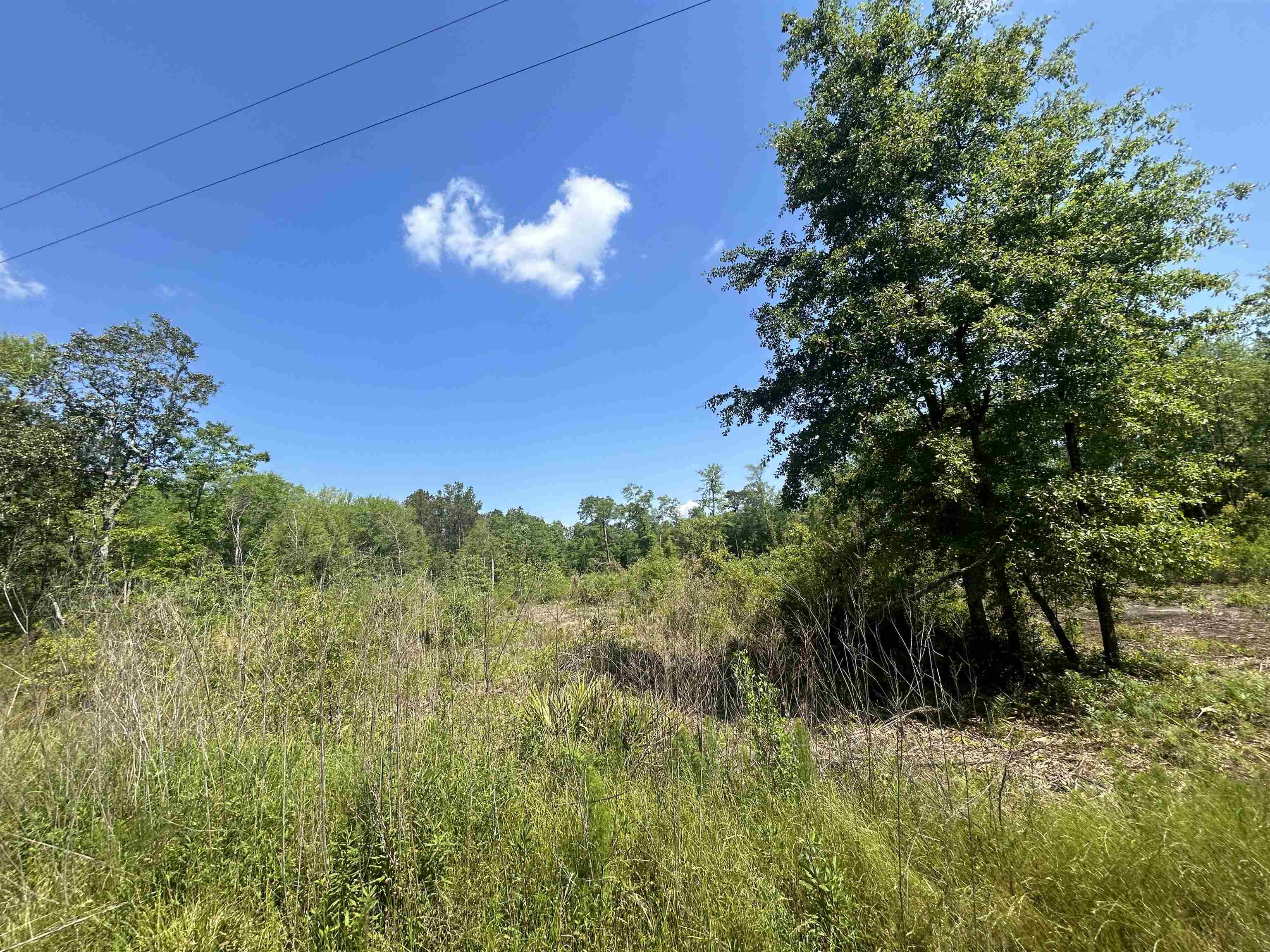 Ochlocknee River Road, Havana, Florida image 5