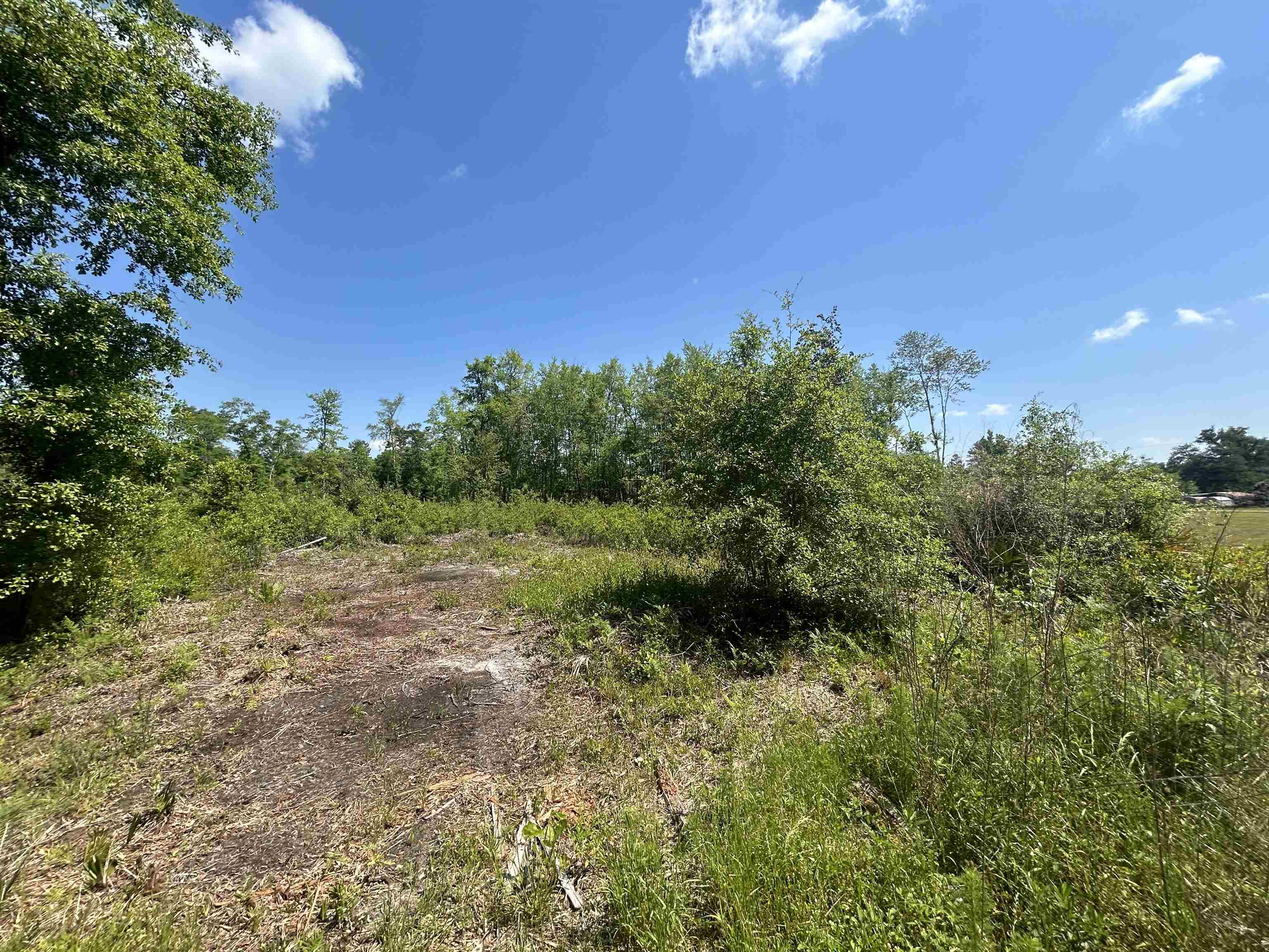 Ochlocknee River Road, Havana, Florida image 6