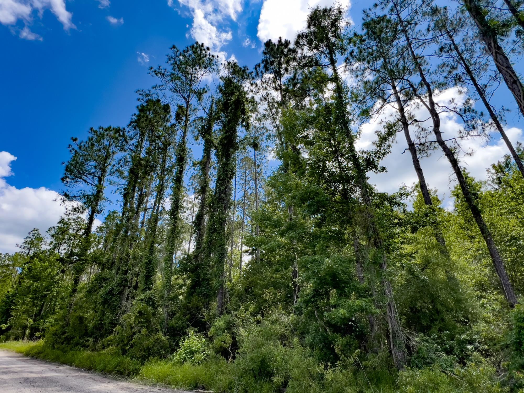 002 Brushy Hammock Road, MAYO, Florida image 21