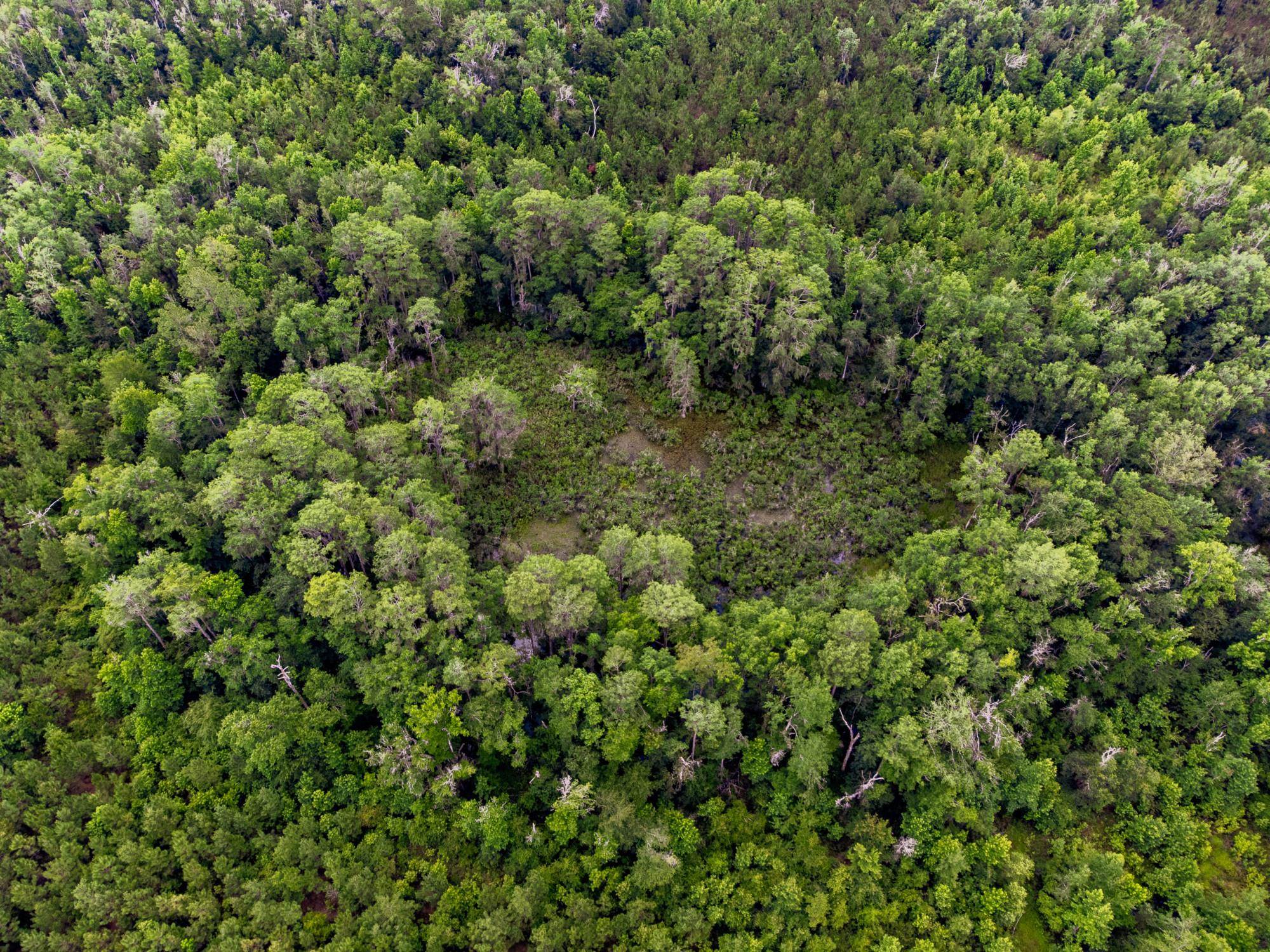 002 Brushy Hammock Road, MAYO, Florida image 8