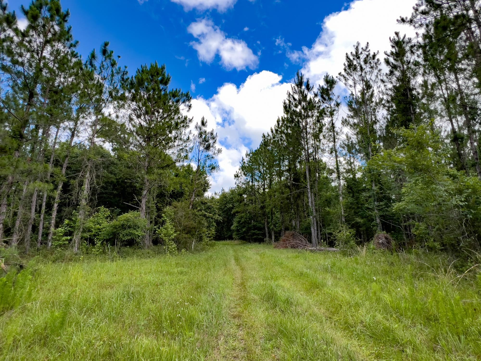 003 Brushy Hammock Road, MAYO, Florida image 13